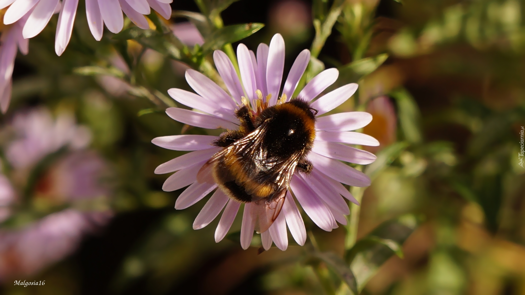 Aster, Trzmiel