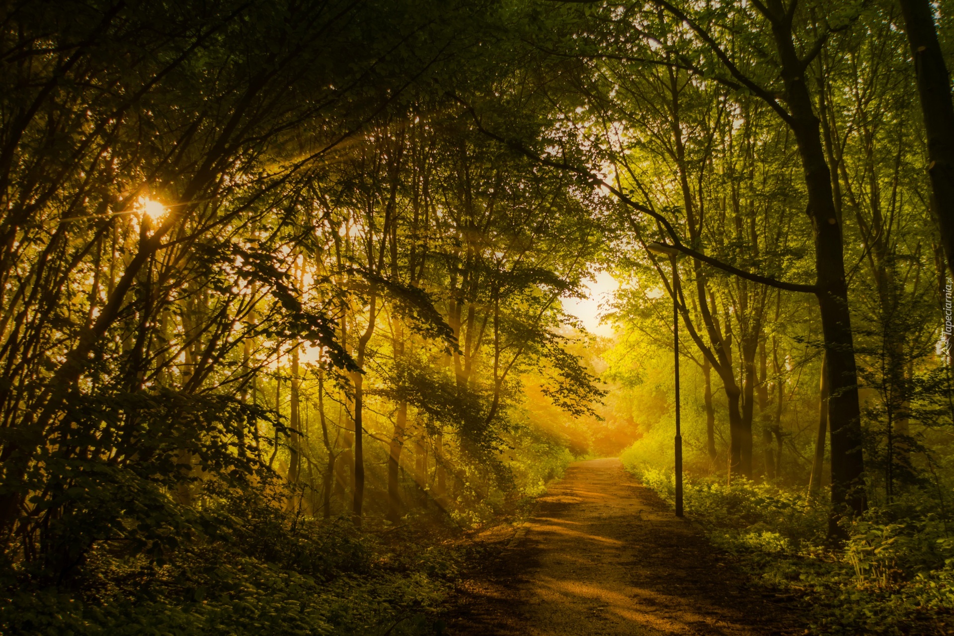 Park, Aleja, Latarnia, Przebijające, Promienie, Słońca