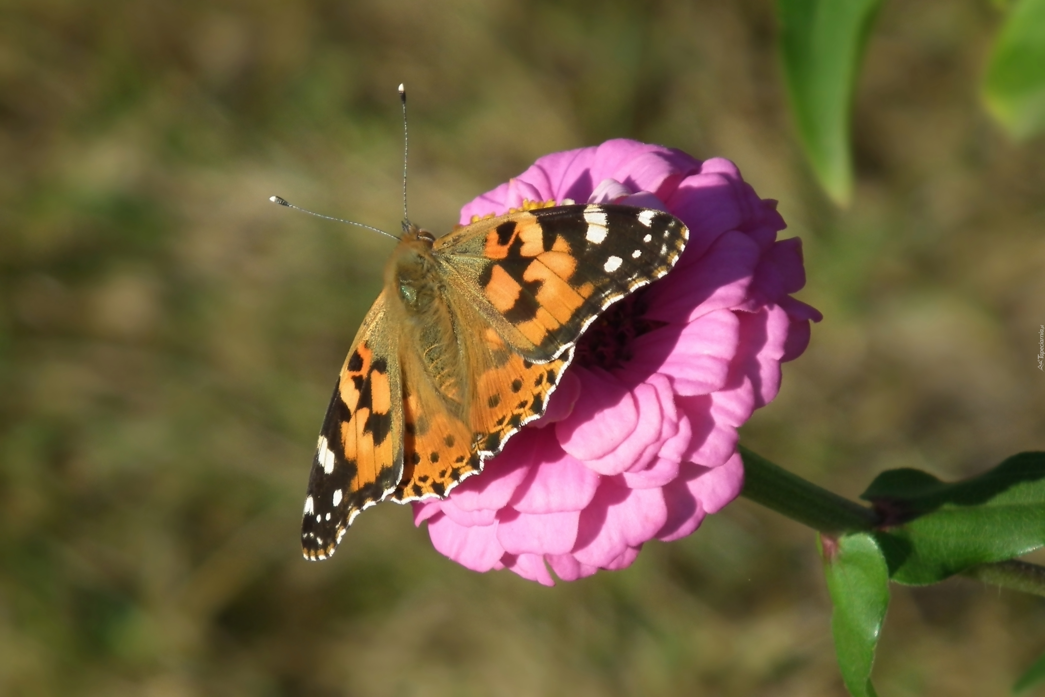 Motyl, Rusałka osetnik, Kwiat, Cynia