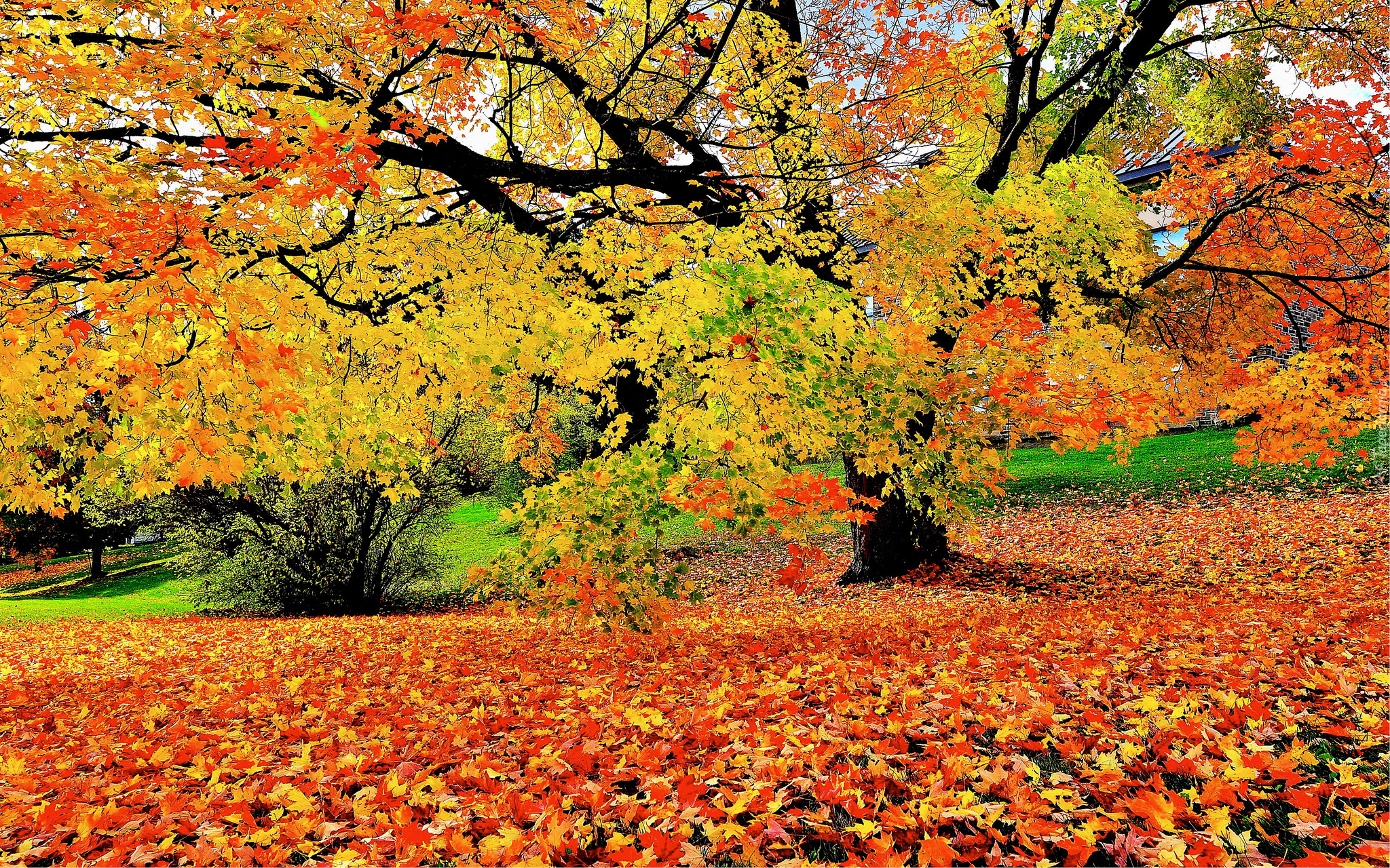 Liście, Leżące, Krzew, Drzewo, Park