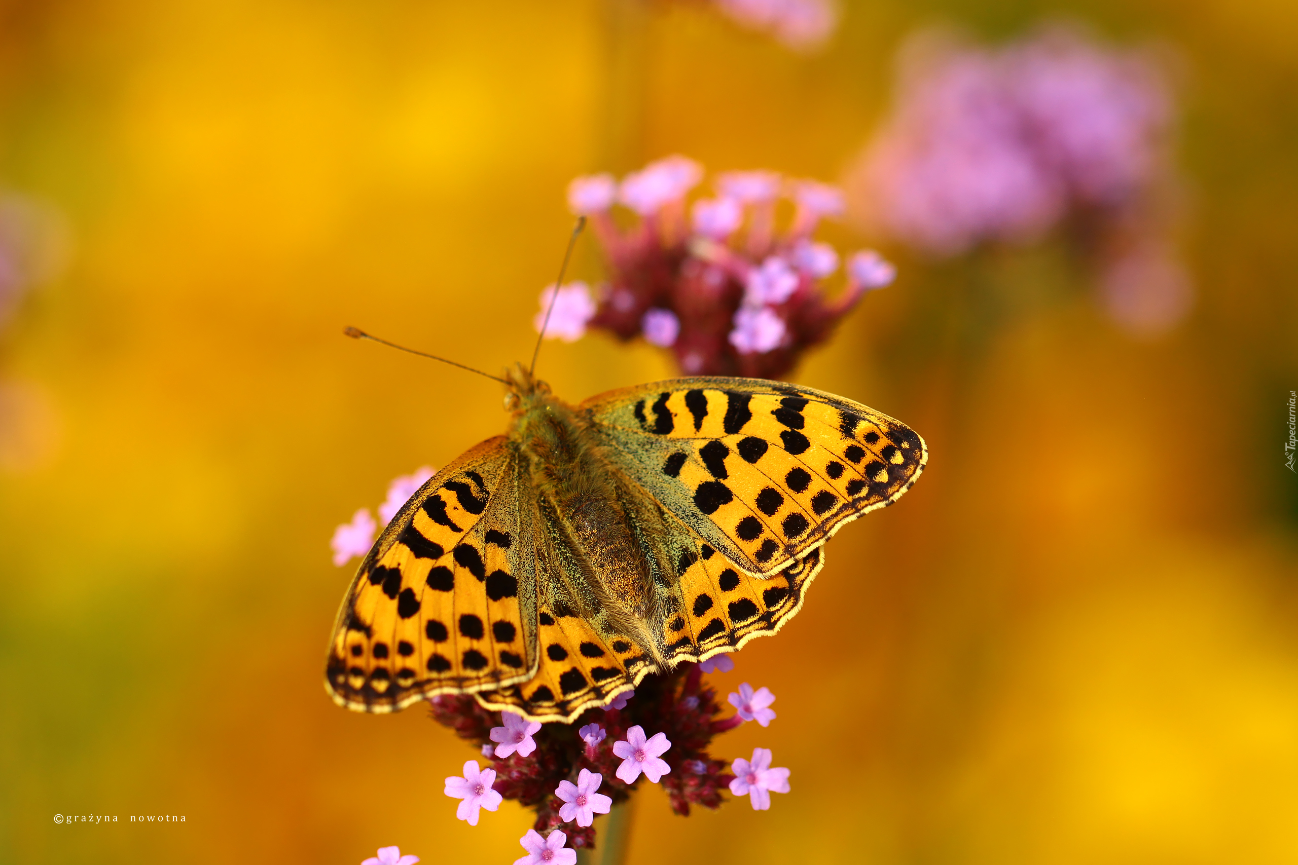 Motyl, Dostojka, Latonia