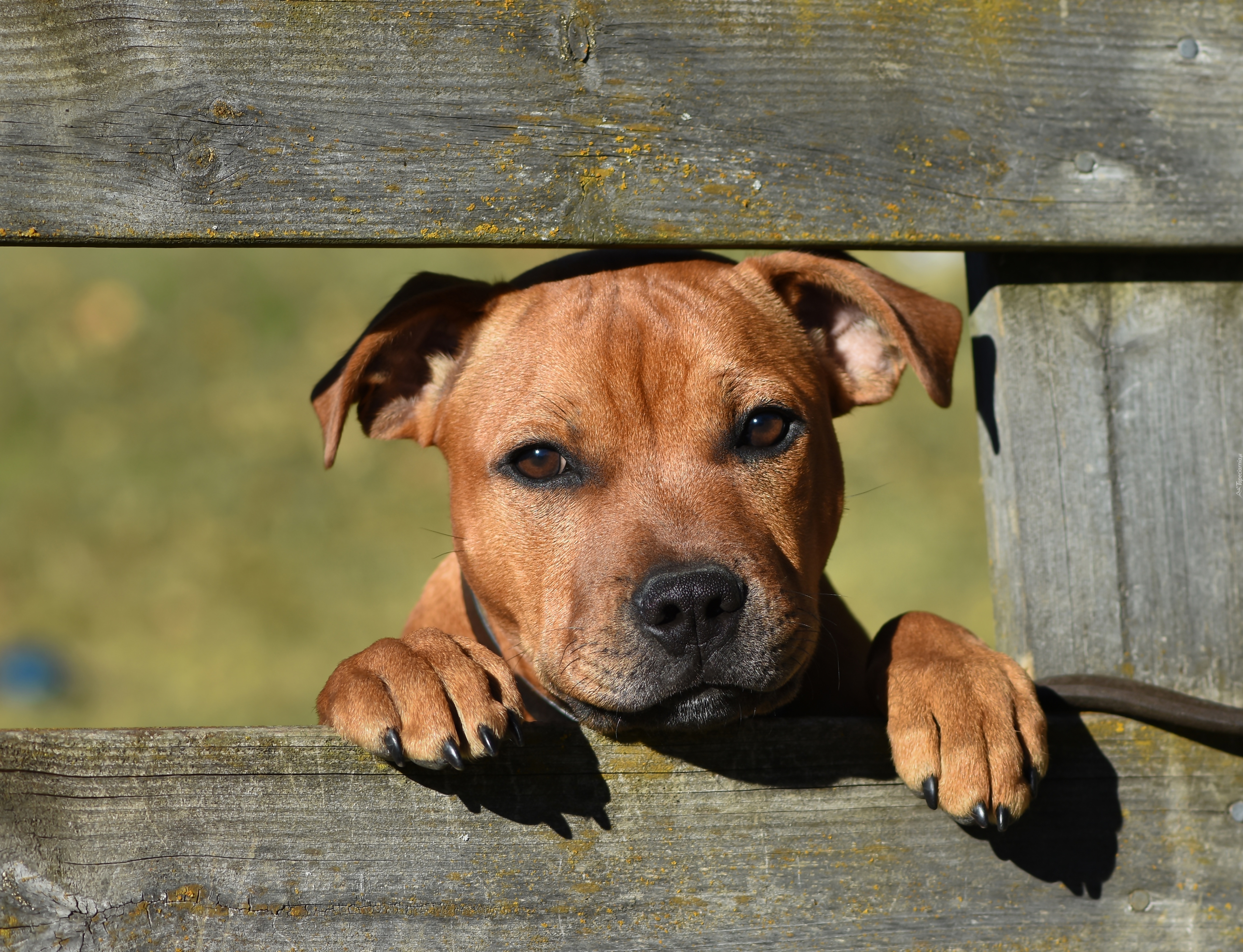 Staffordshire Bull Terrier, Smutne, Oczy, Ogrodzenie