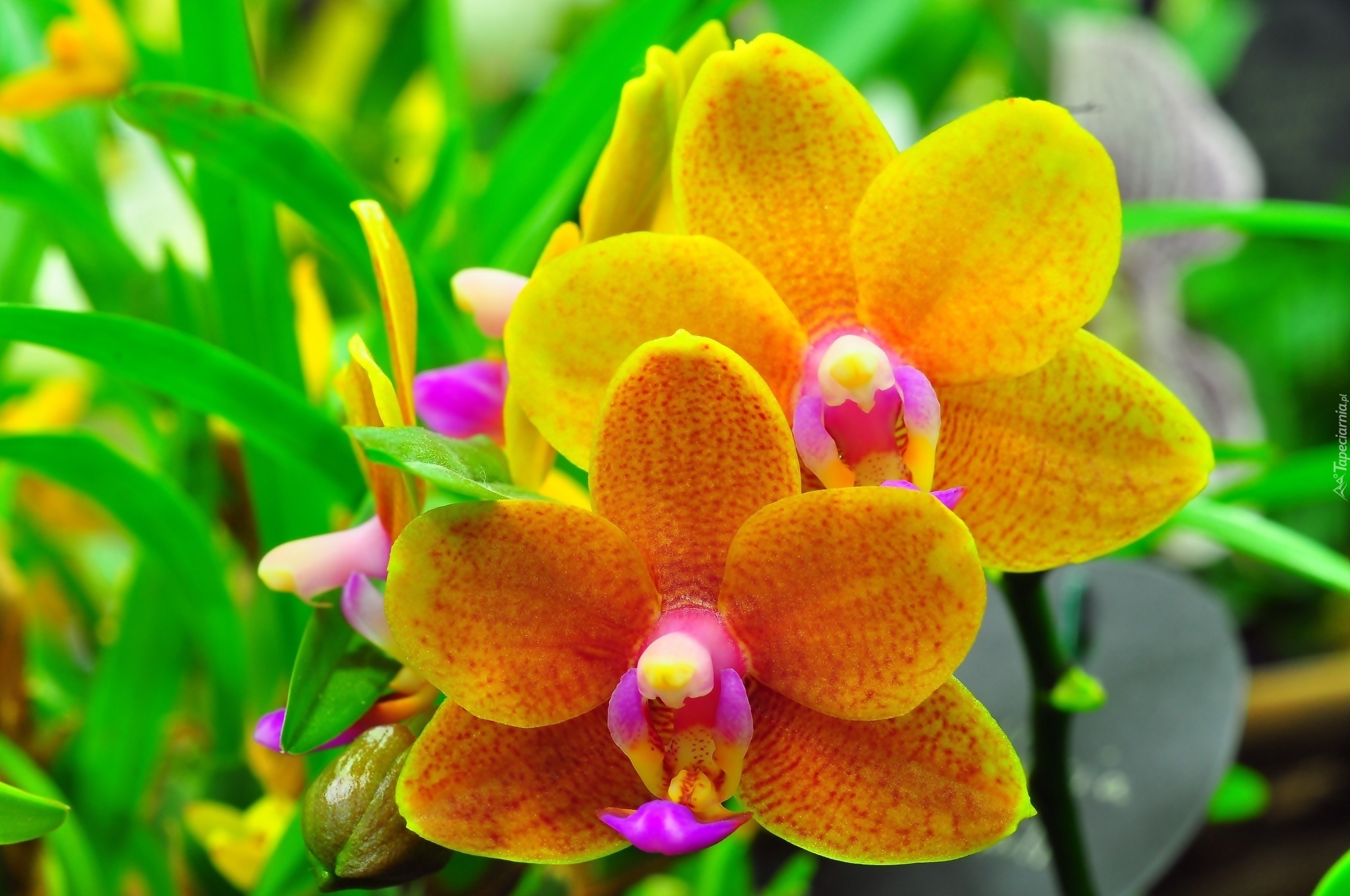 Żółte, Kwiaty, Orchidea