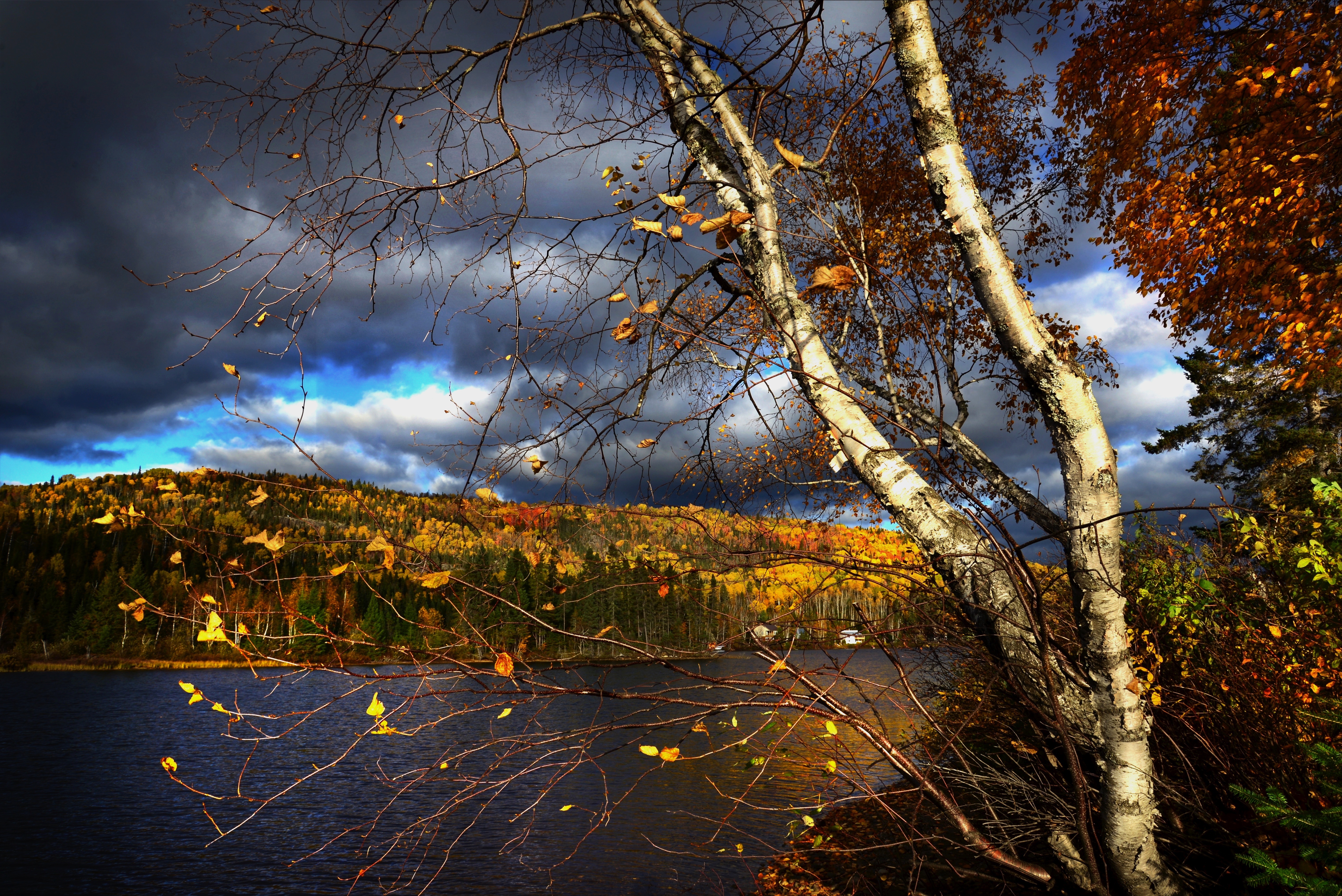 Jesień, Jezioro, Drzewa, Brzoza