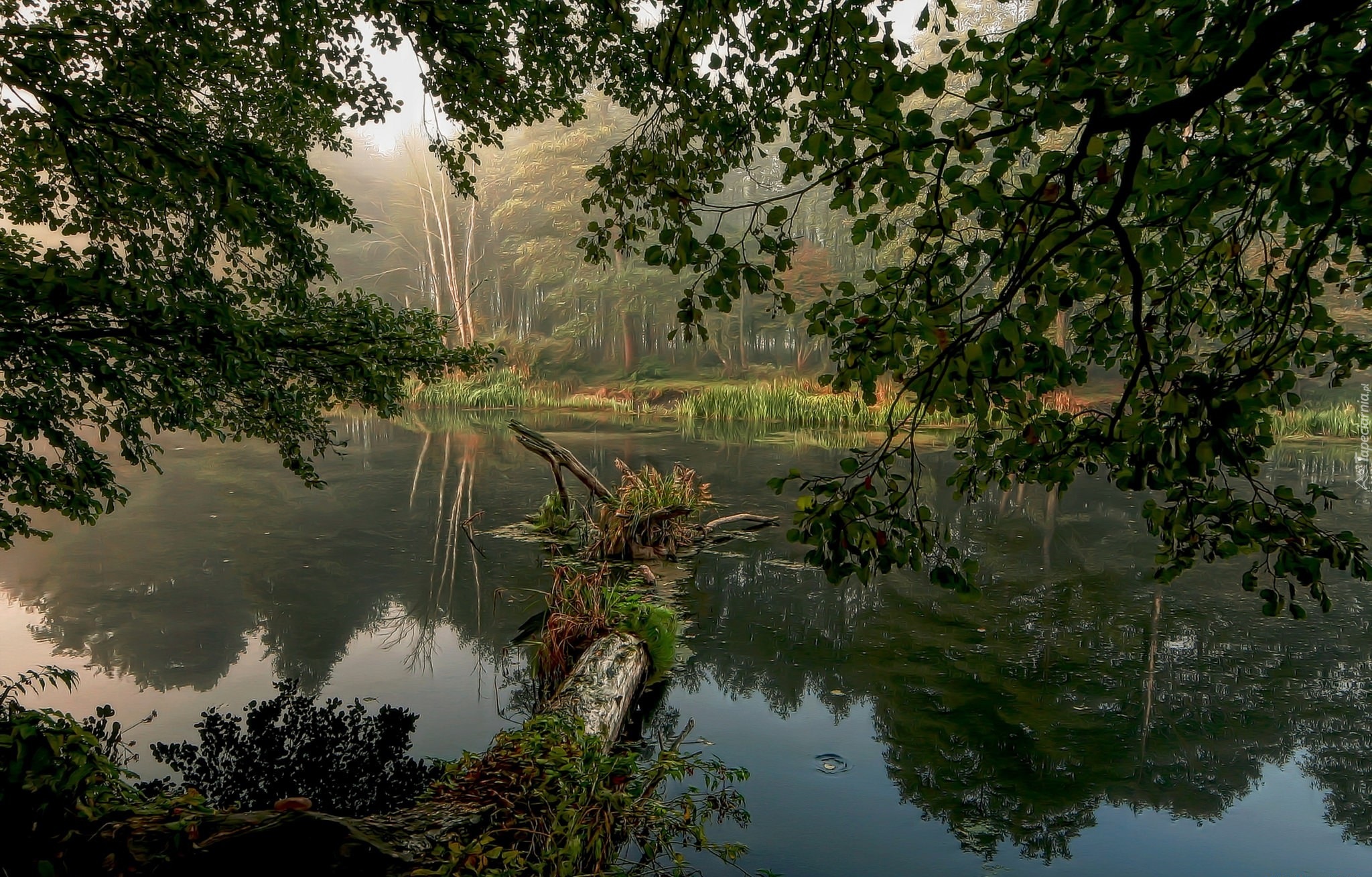 Rzeka, Drzewa