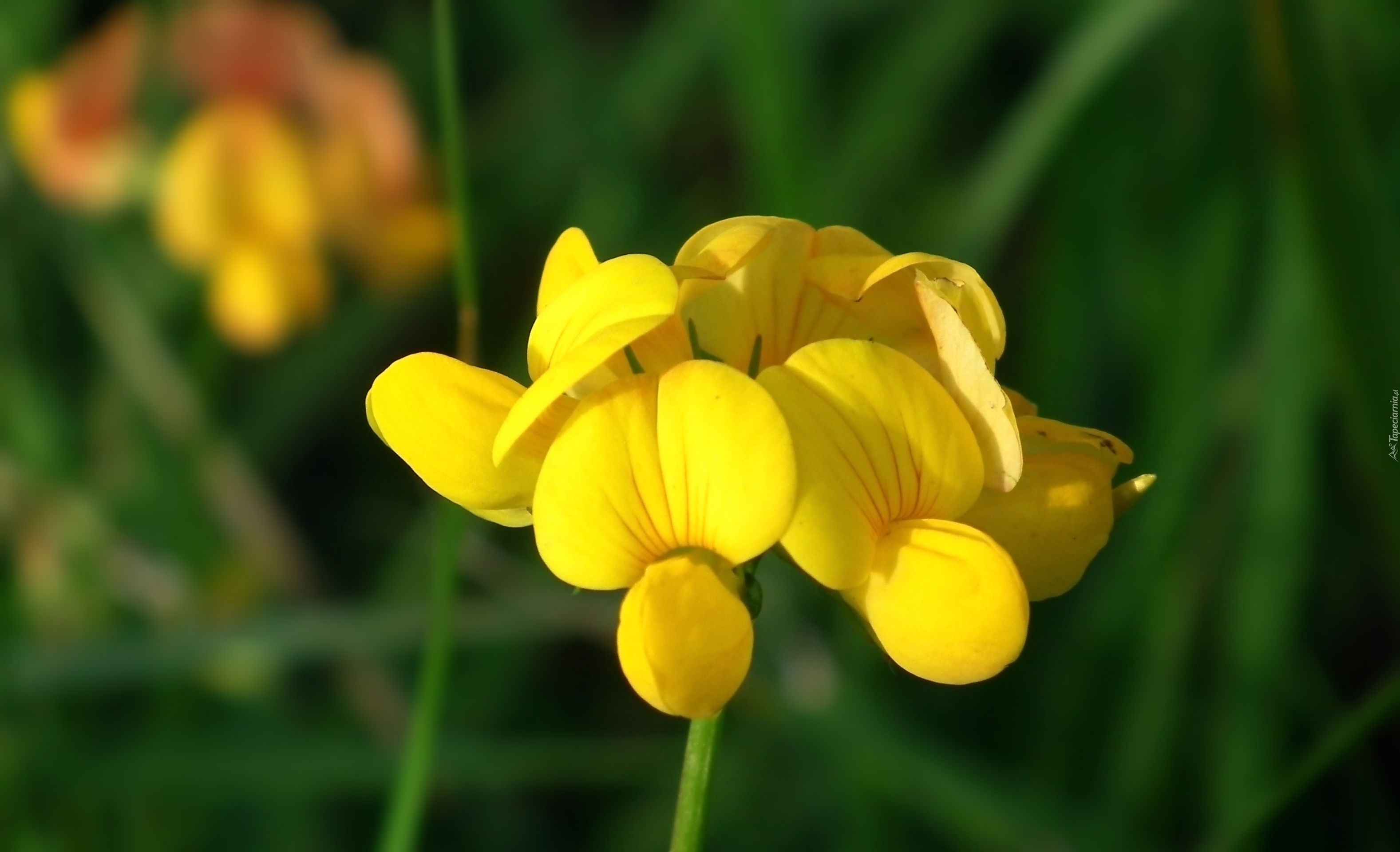 Komonica zwyczajna, Żółty, Kwiat