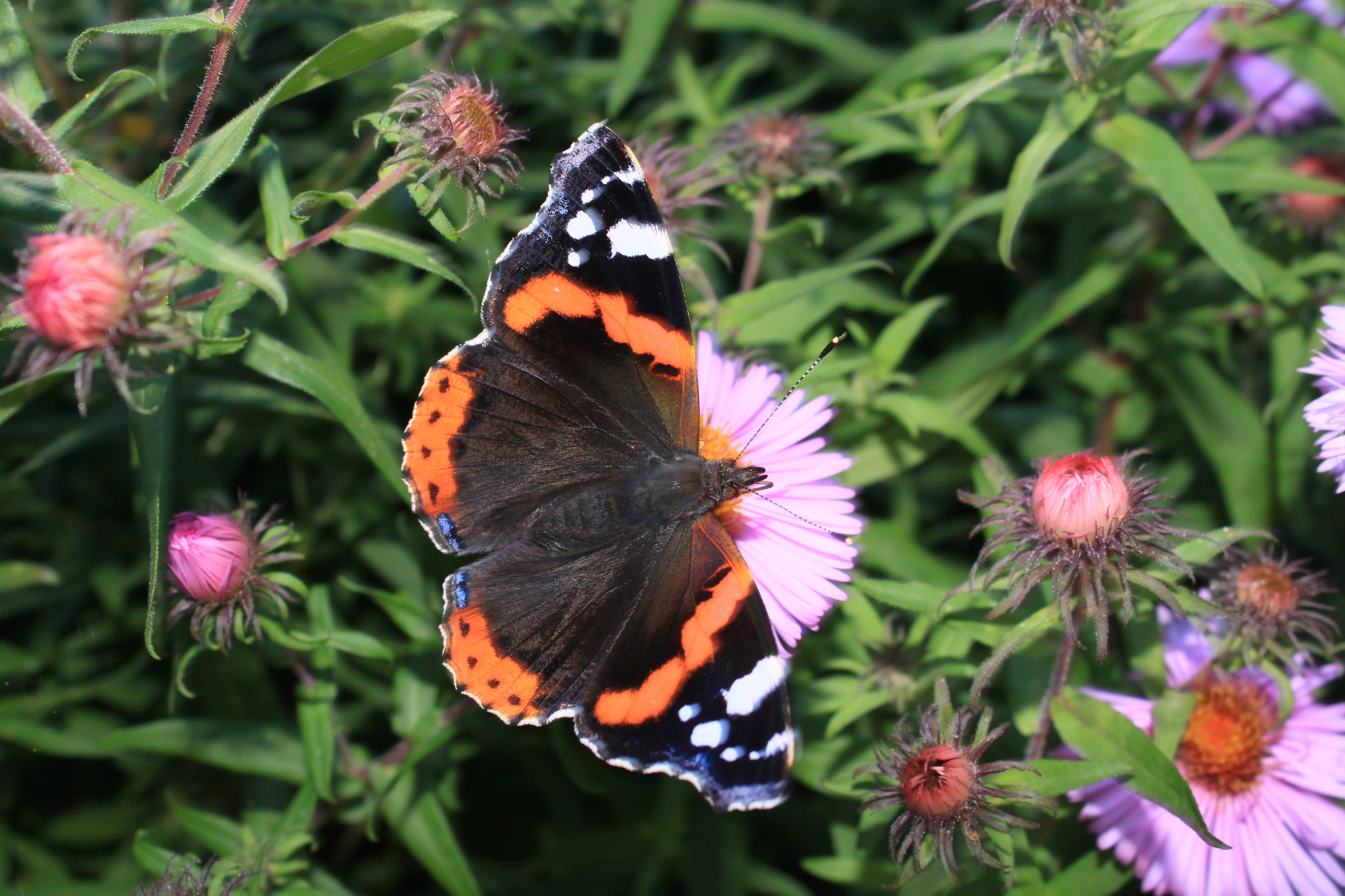 Motyl, Rusałka admirał