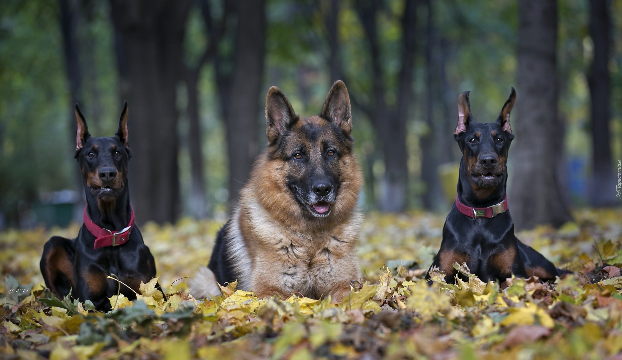 Dobermany, Owczarek Niemiecki, Poranny spacer, Park, Liście, Jesień