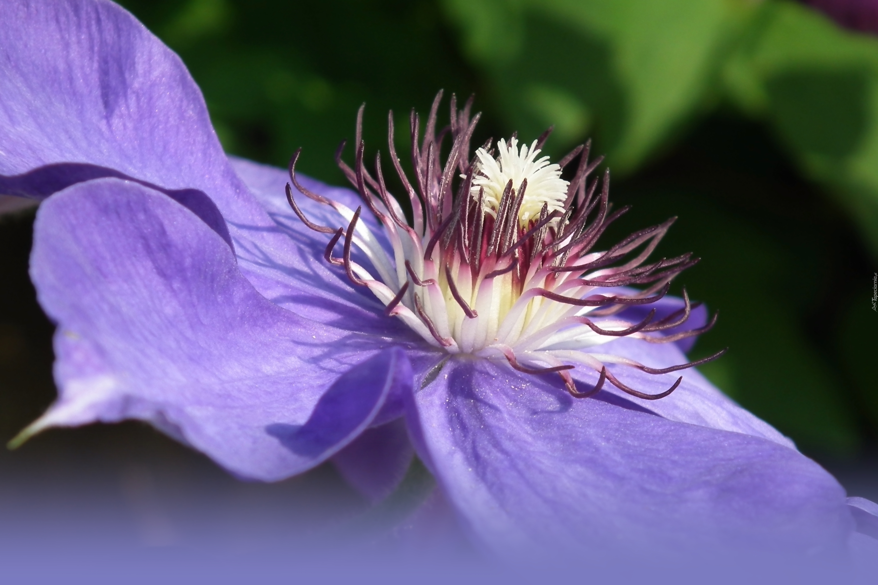 Przyroda, Kwiat, Clematis