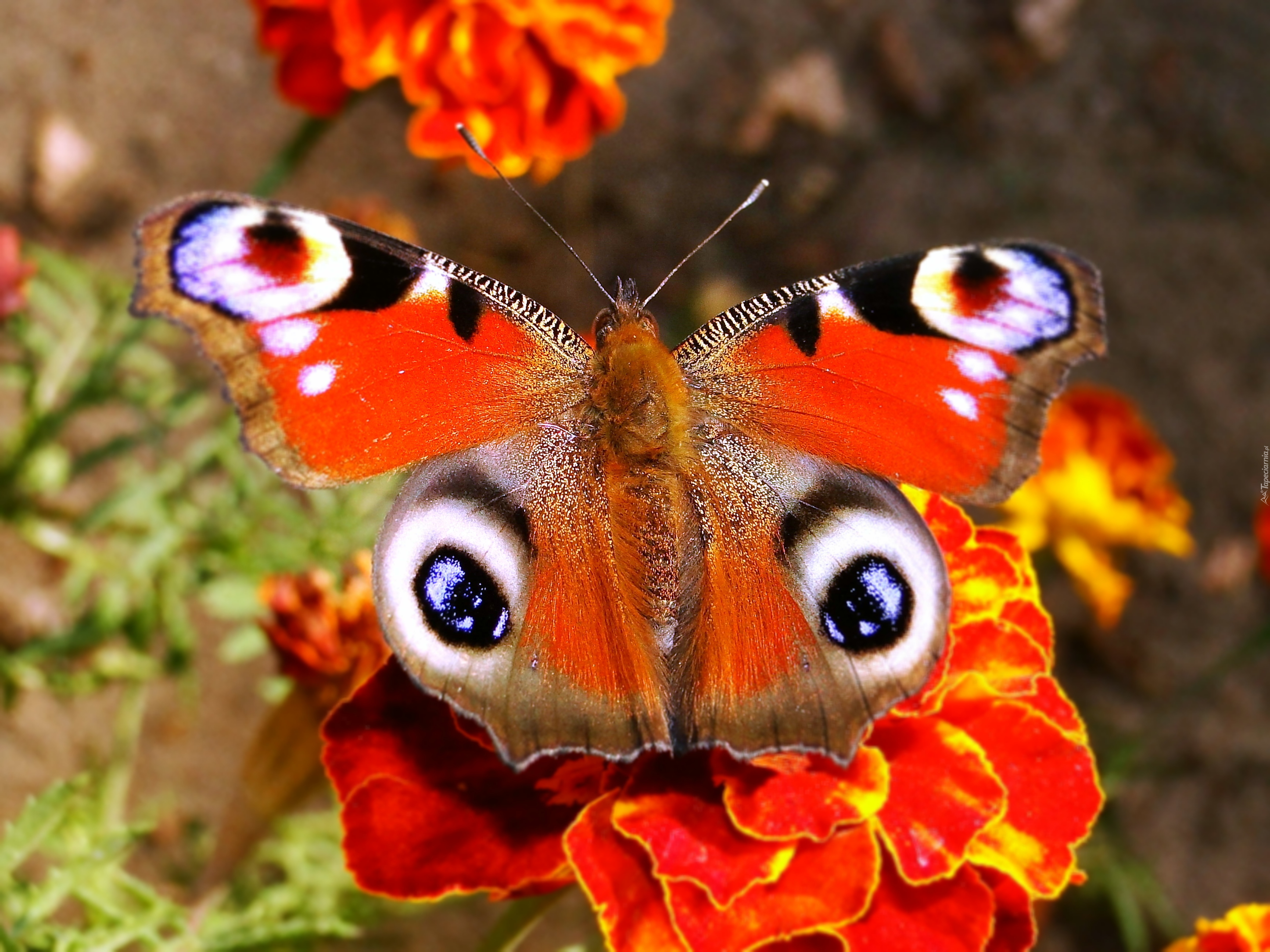 Motyl, Rusałka pawik