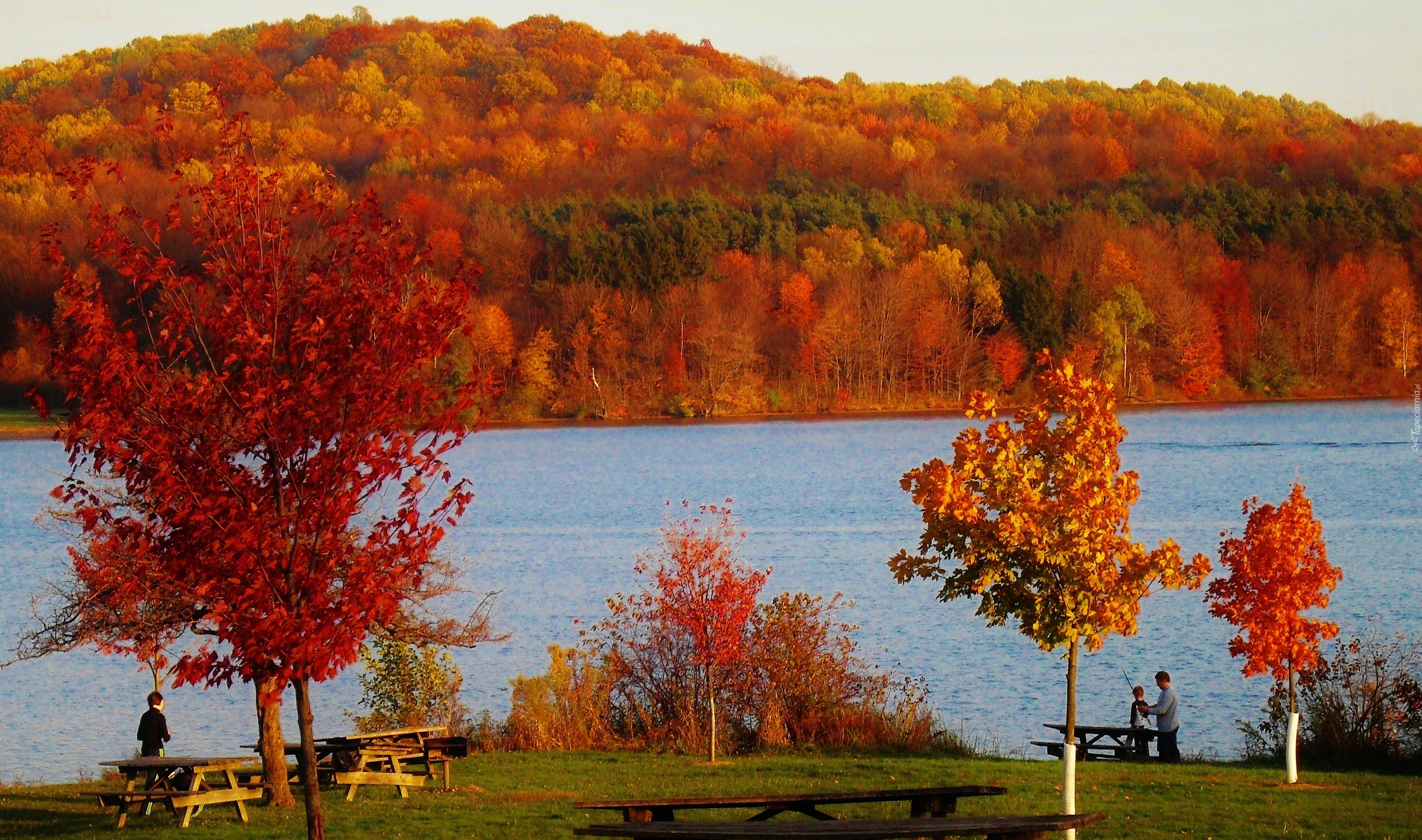Jezioro, Jesień, Drzewa, Krzewy