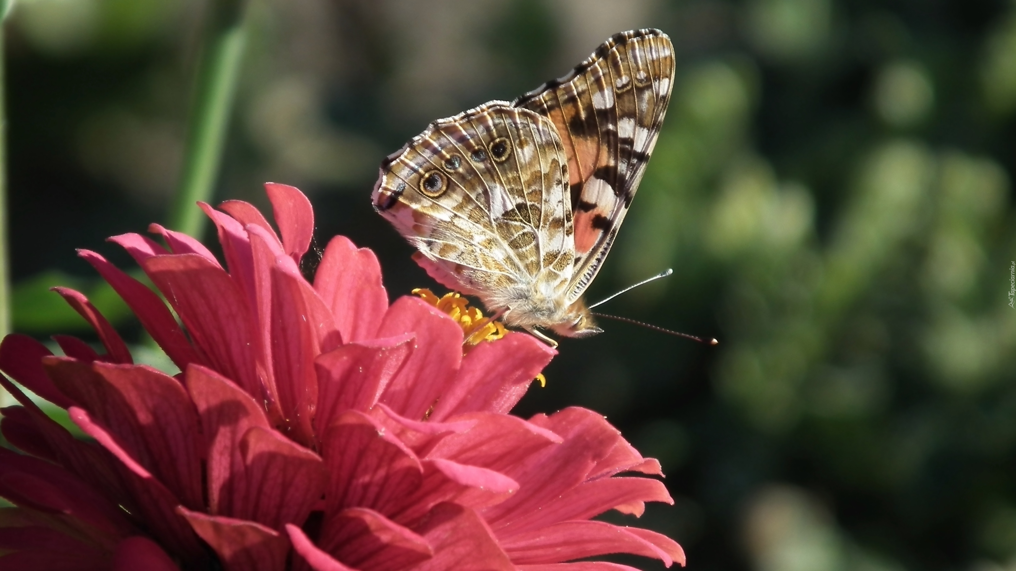 Motyl, Rusałka osetnik, Kwiat, Cynia