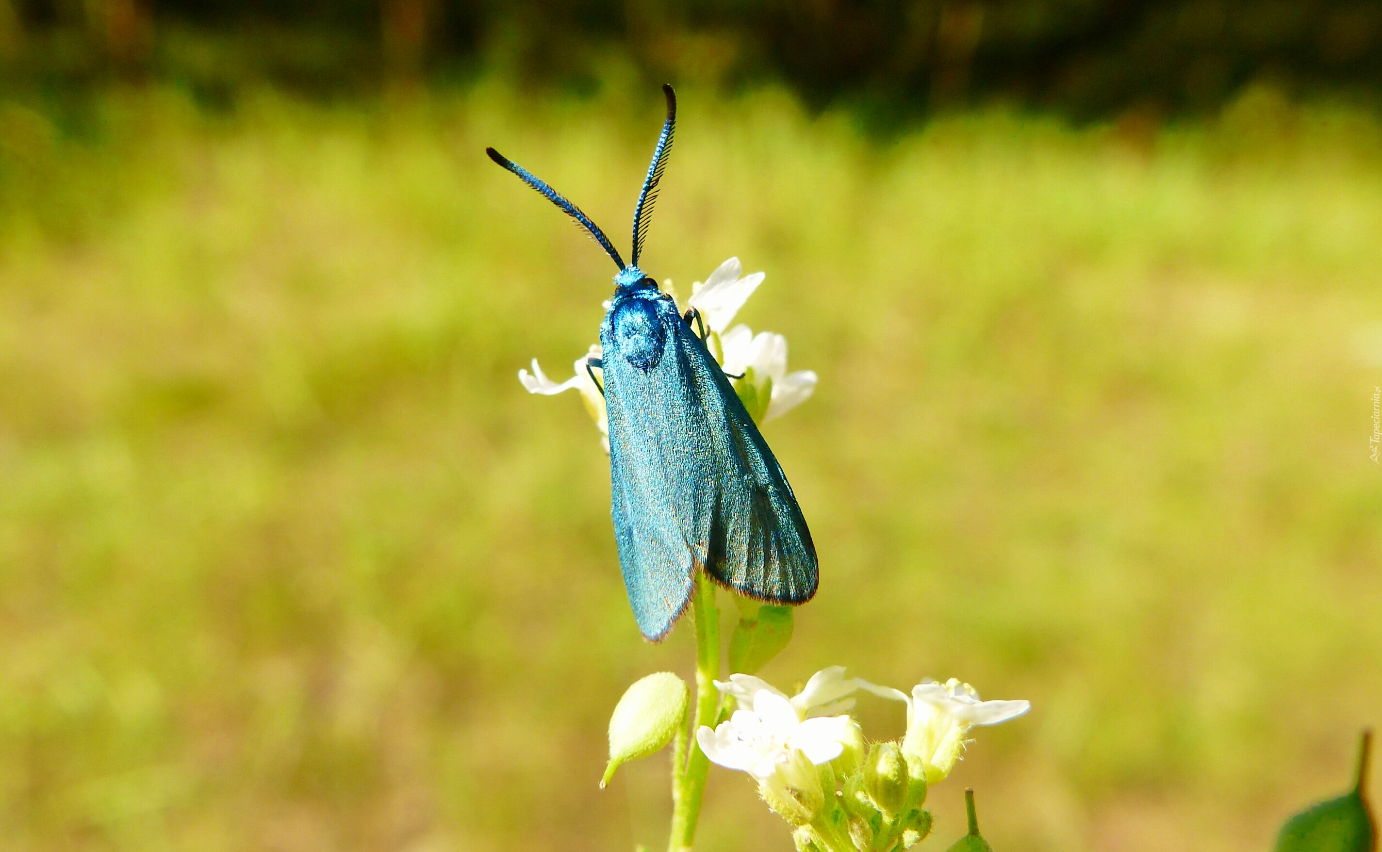 Owad, Motyl, Lśniak szmaragdek