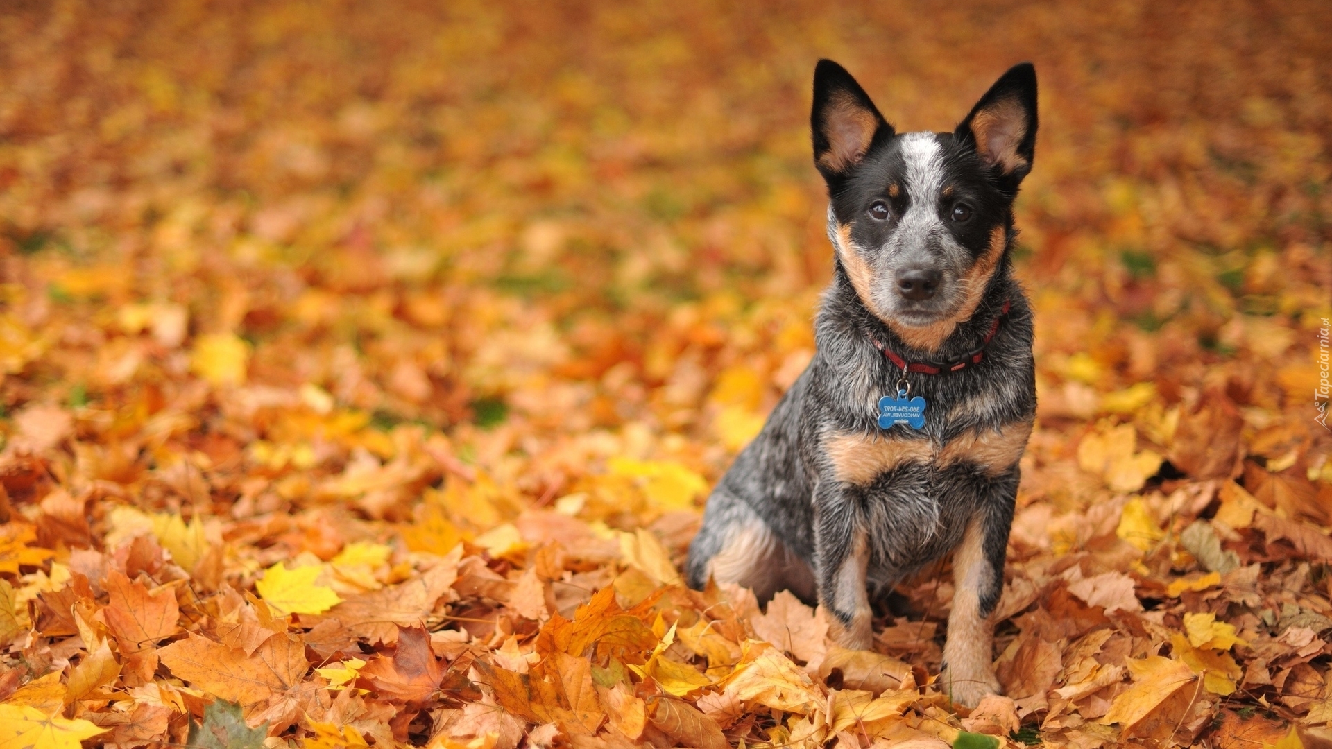 Australijski pies pasterski, Australian Cattle Dog, Liście