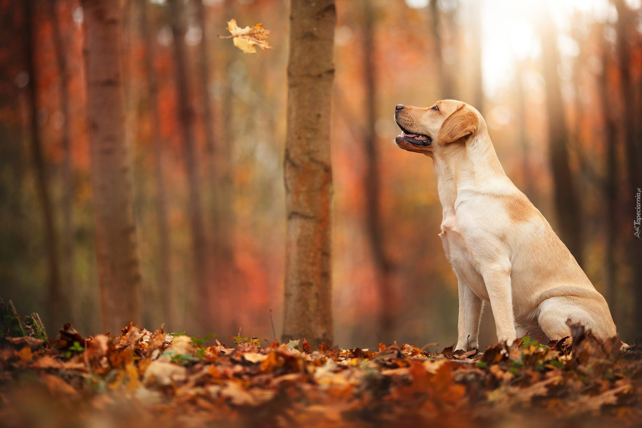 Pies, Labrador, Jesień, Las, Liście L