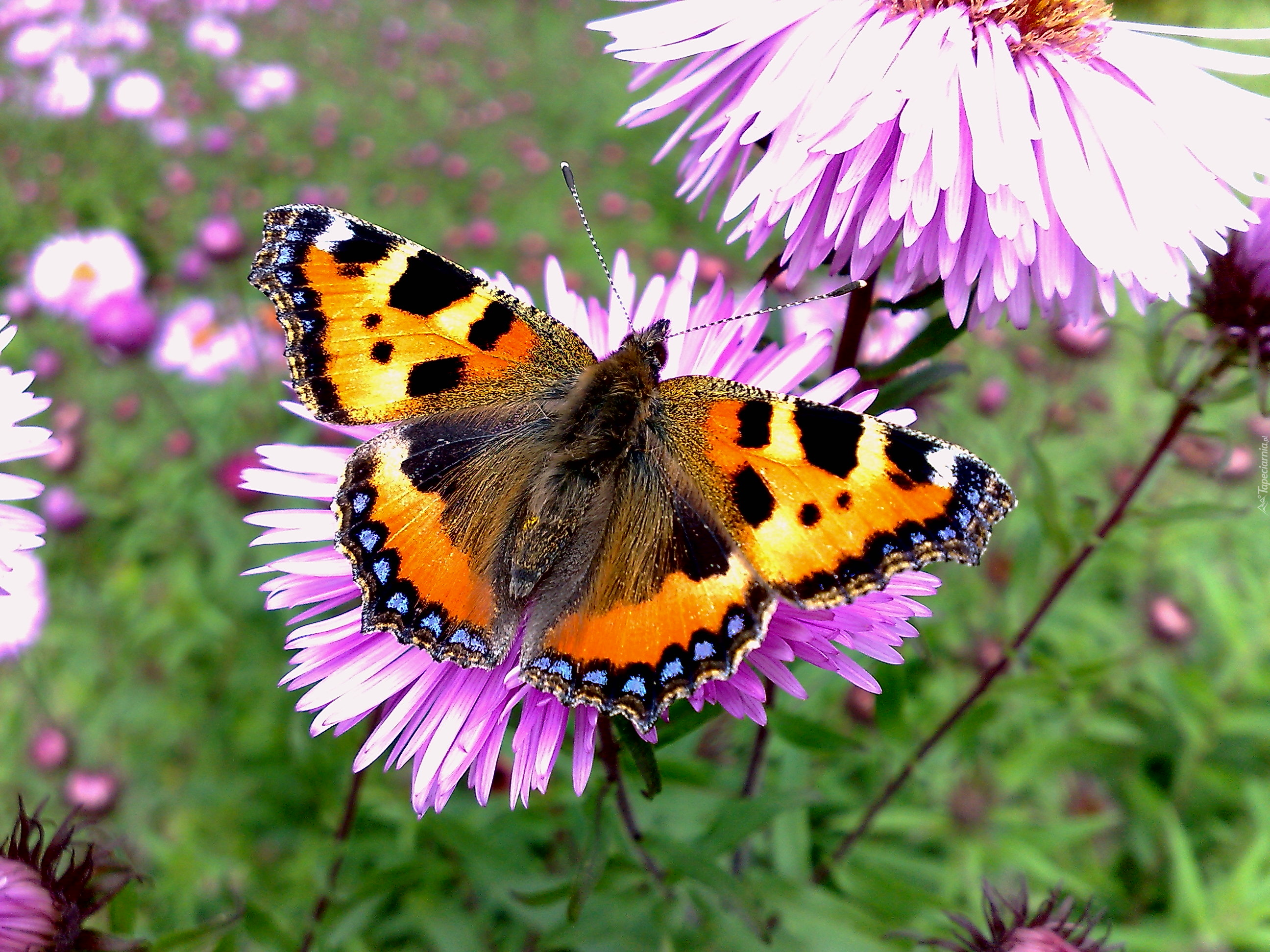 Motyl, Rusałka pokrzywnik