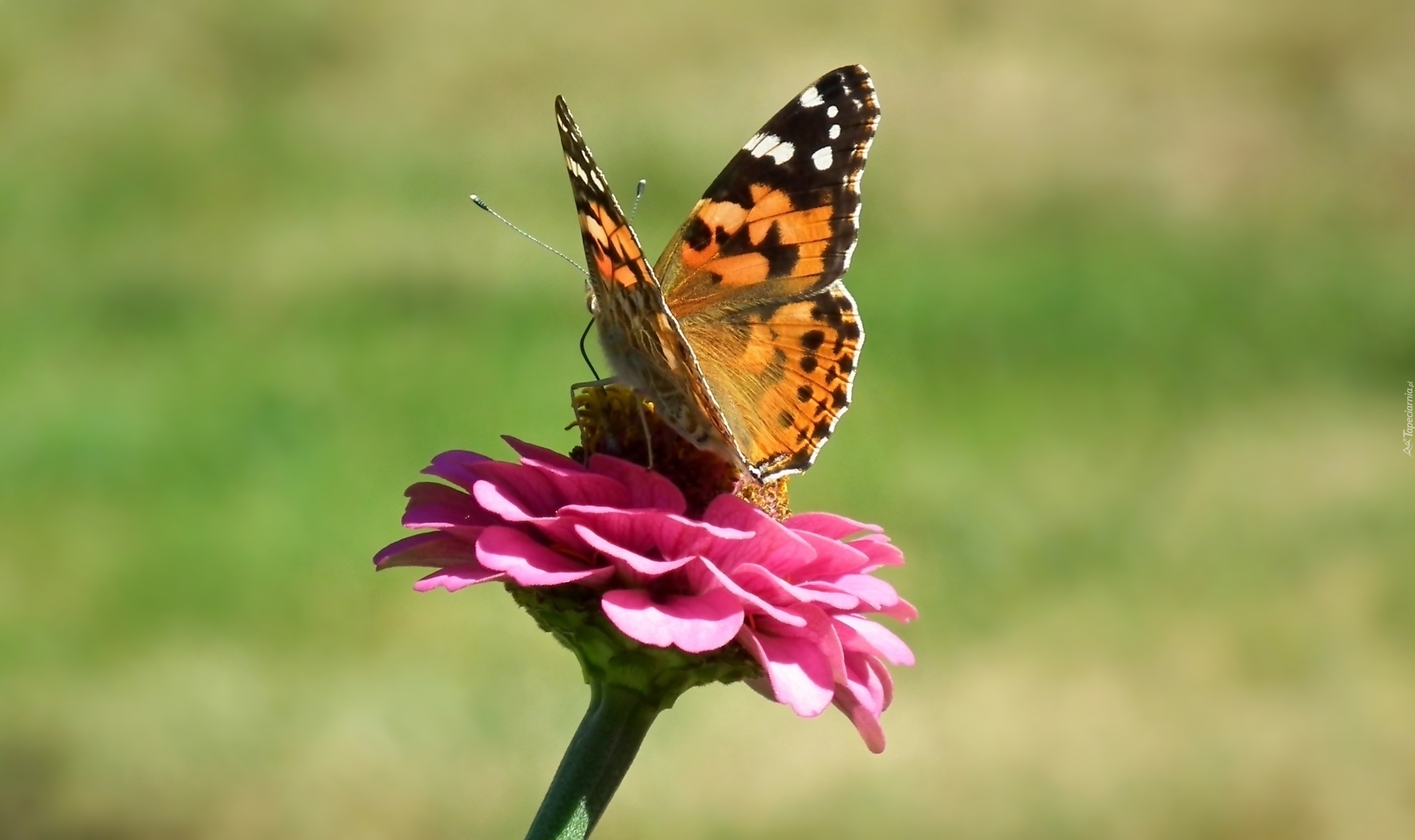 Motyl, Rusałka osetnik, Kwiat, Cynia