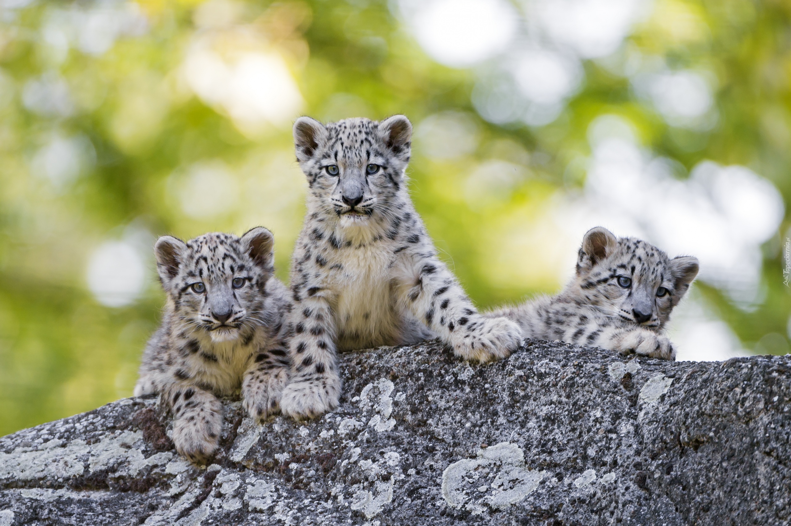 Trzy, Młode, Śnieżne, Leopardy, Bokeh