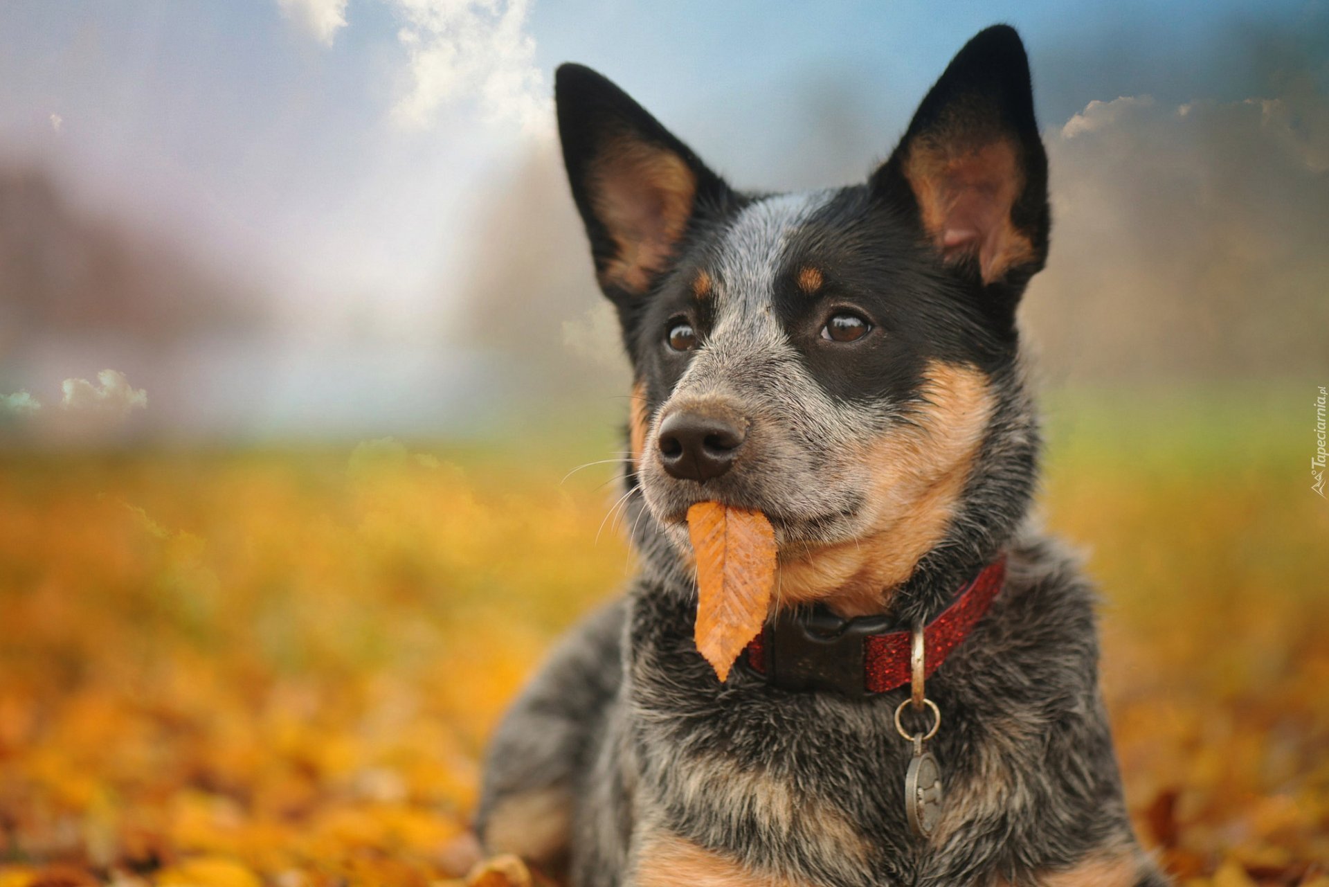 Australijski pies pasterski, Australian Cattle Dog