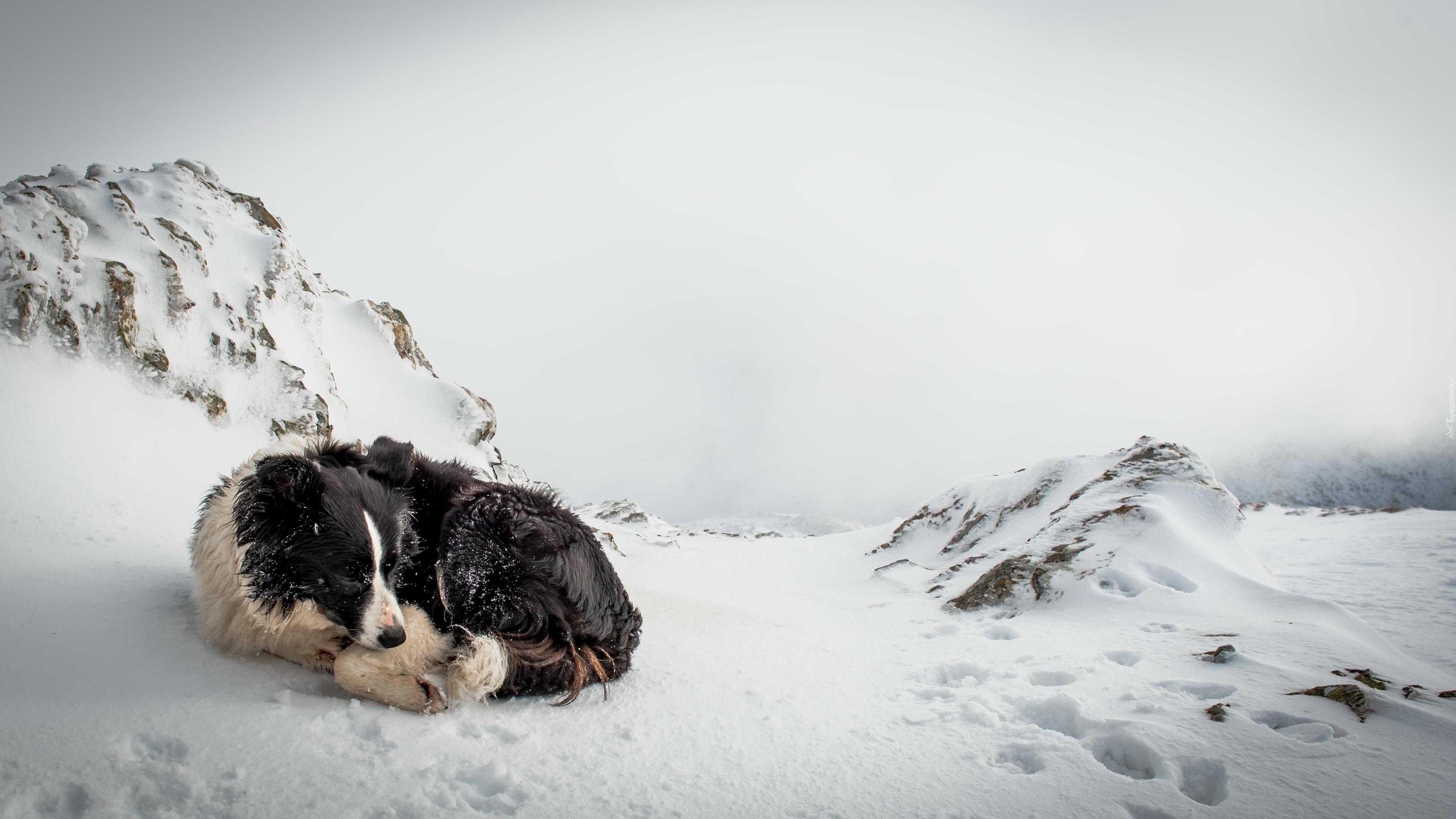 Pies, Pagórki, Śnieg, Zima