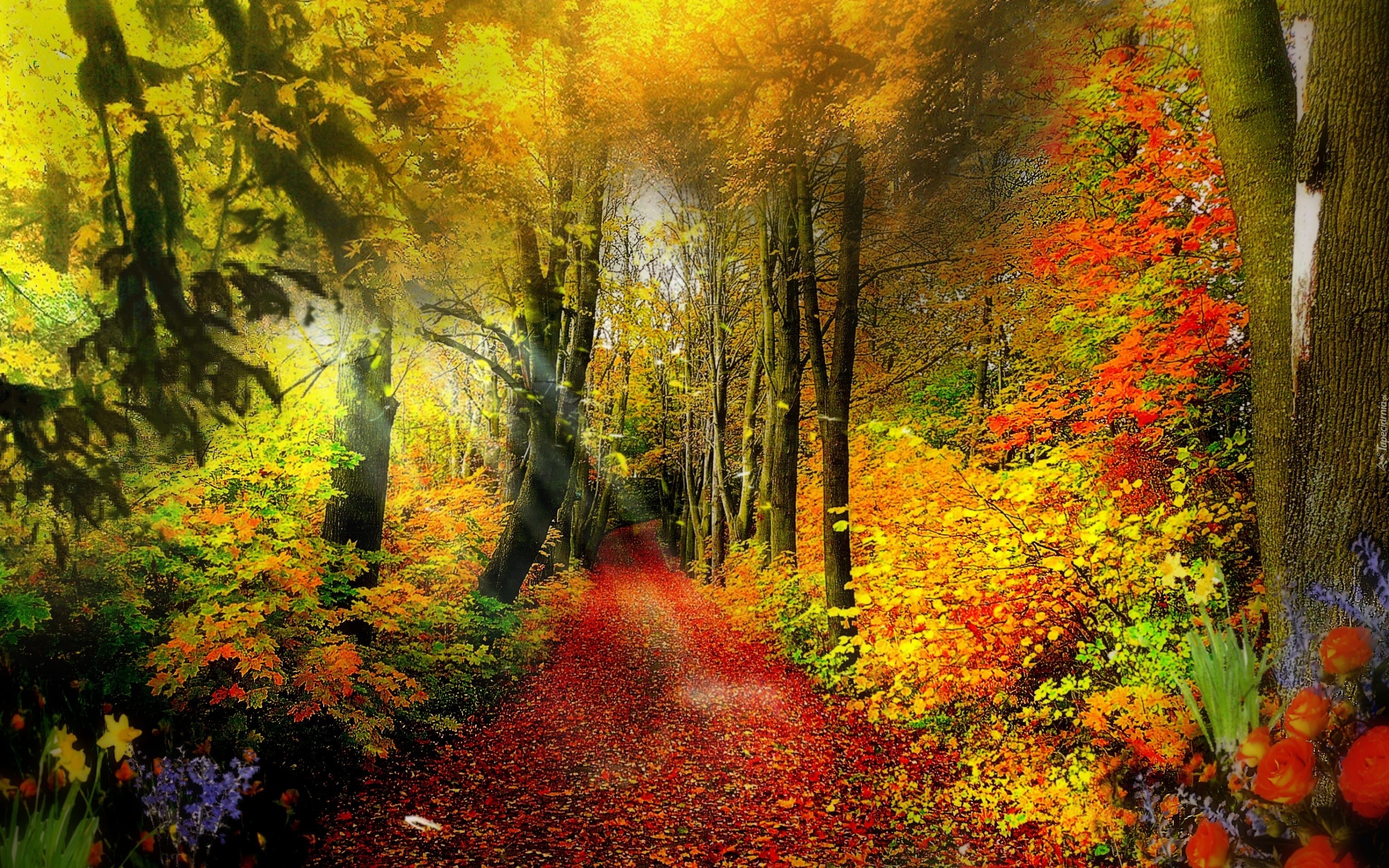 Jesień, Las, Ścieżka, Kwiaty, Liście