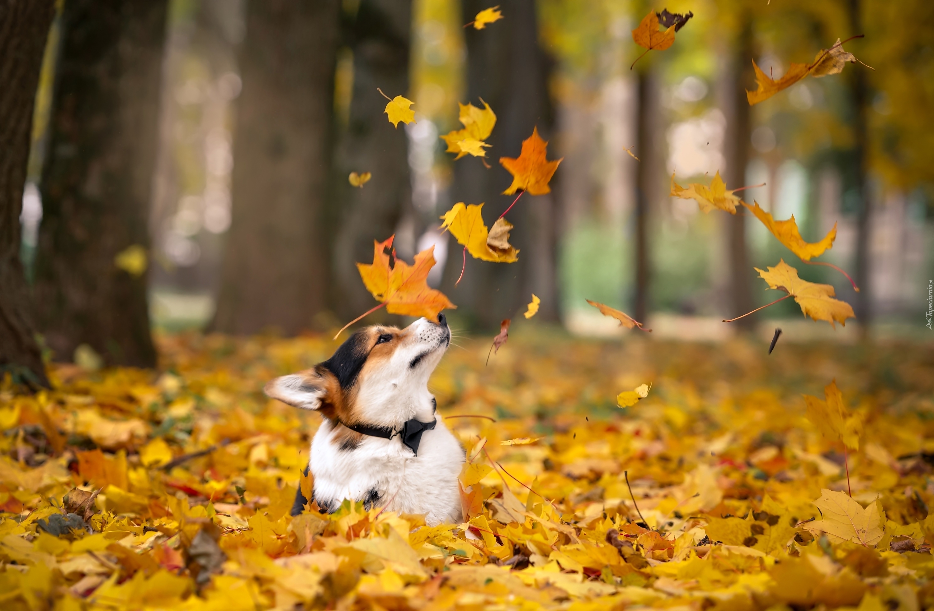 Pies, Welsh Corgi, Las, Liście, Jesień