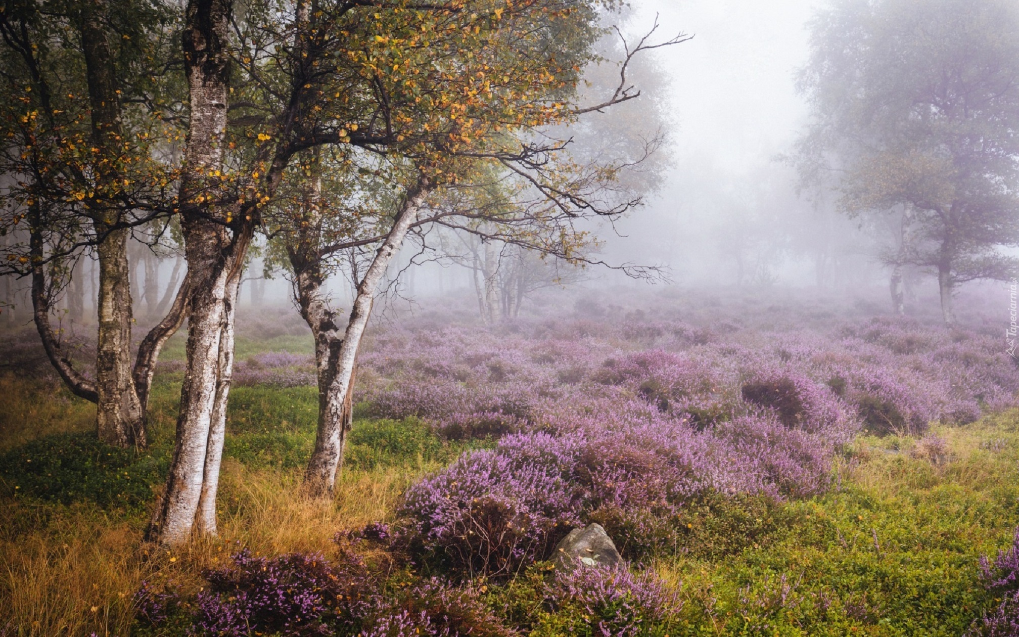 Jesień, Wrzosowisko, Drzewa, Brzozy, Mgła, Park Narodowy Peak District, Stanton Moor, Anglia