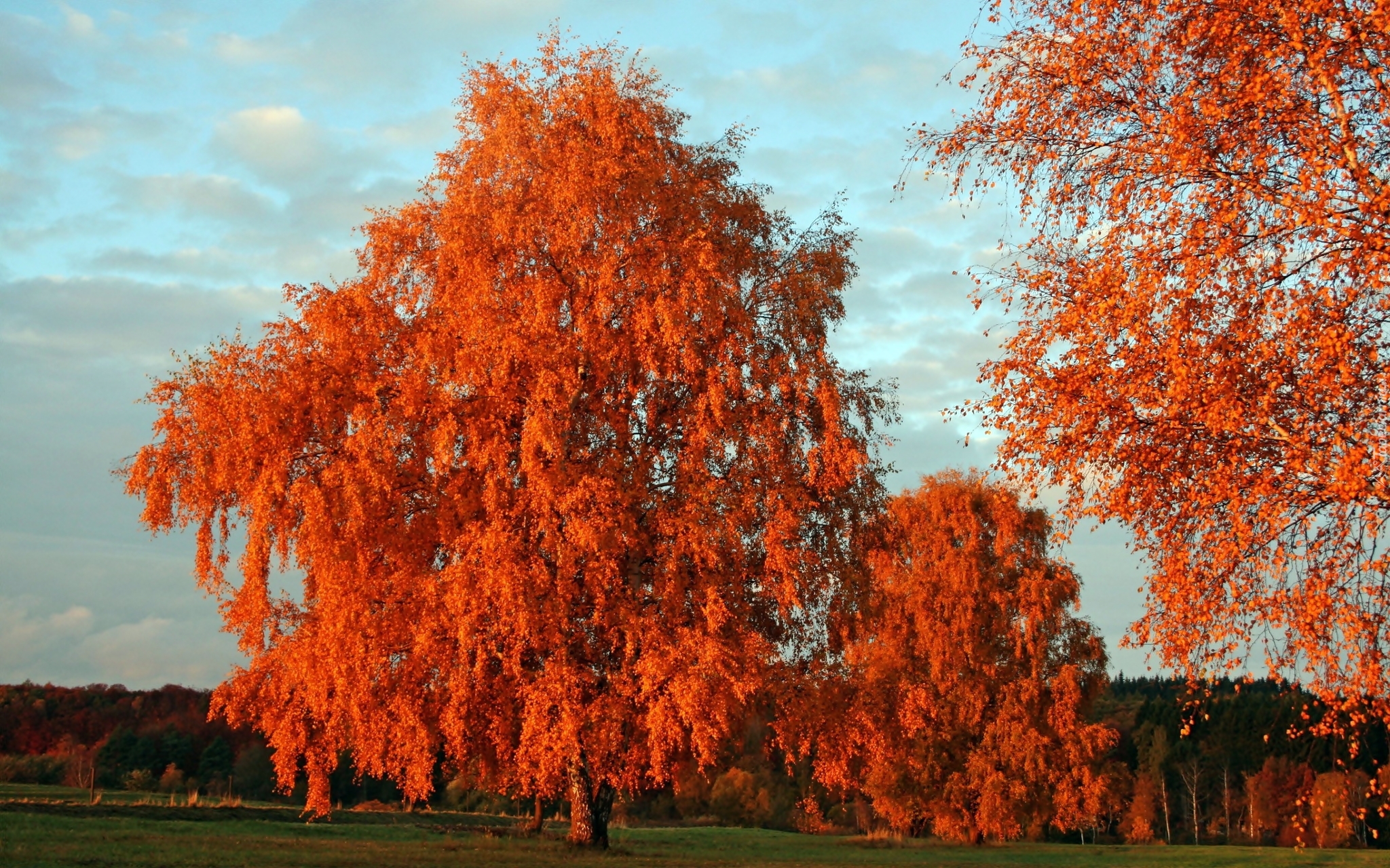 Jesień, Park, Drzewa