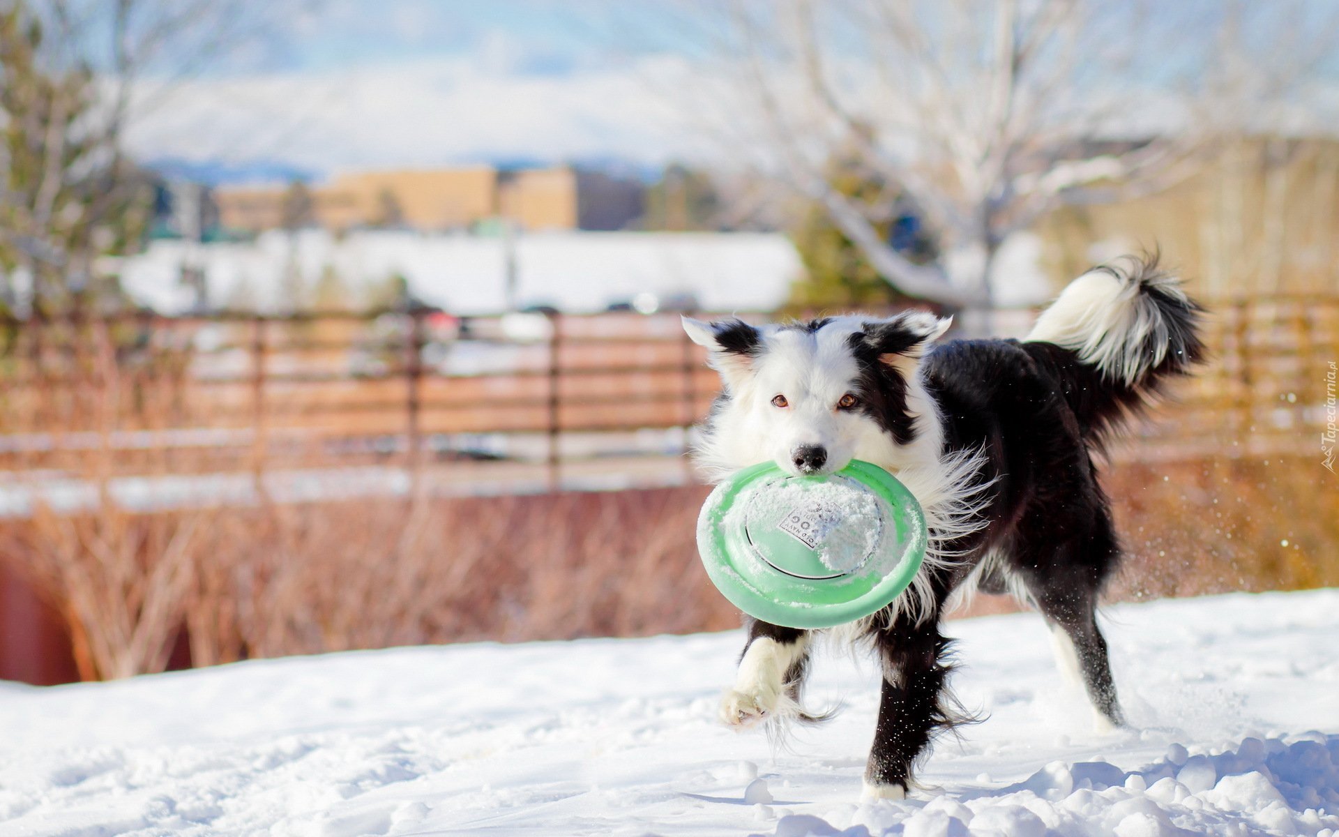 Pies, Frisbee, Śnieg