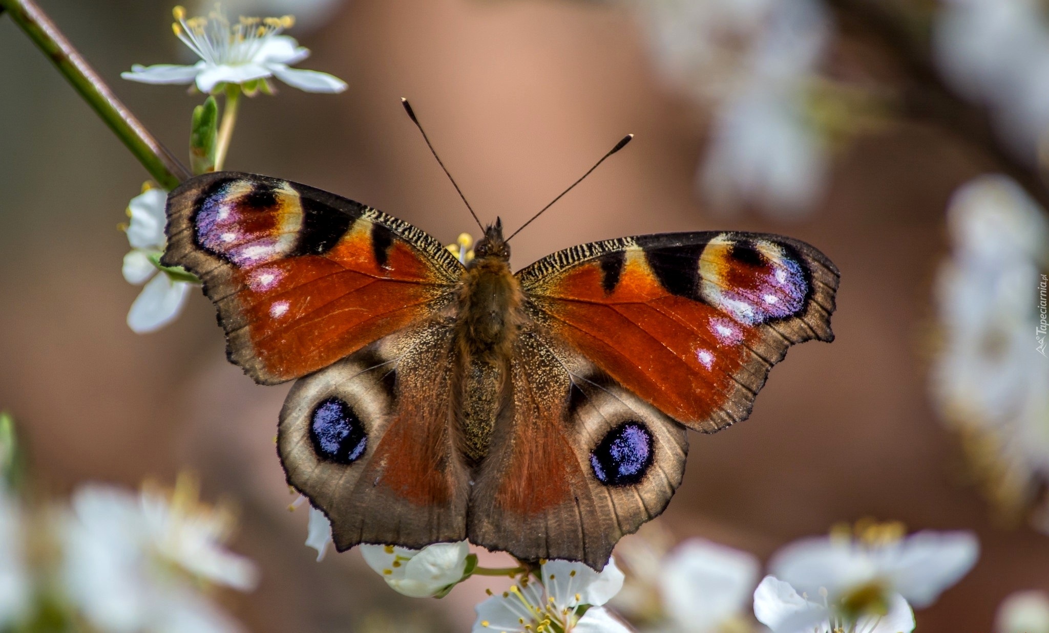 Motyl, Gałąź, Drzewo, Owocowe