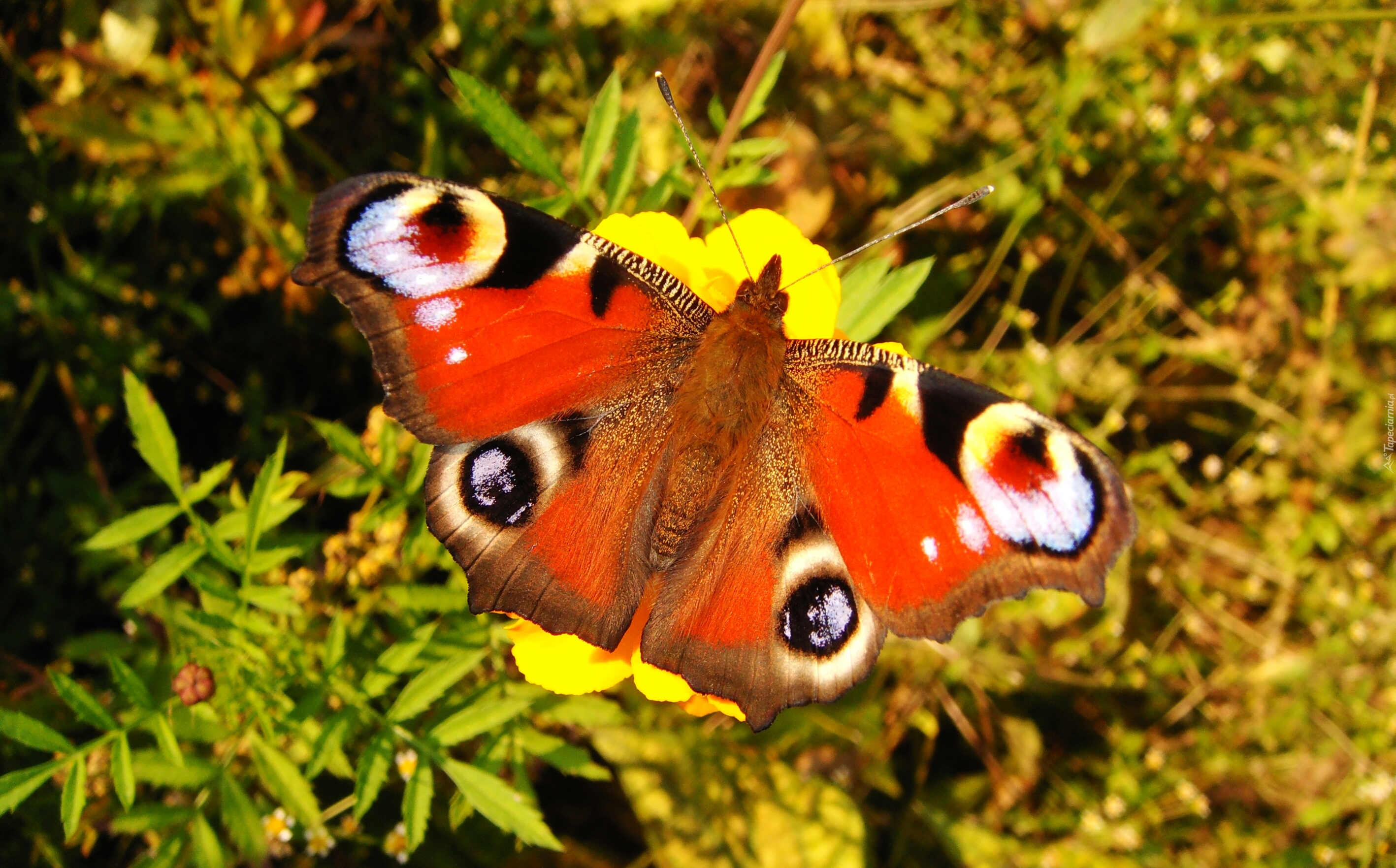 Motyl, Rusałka pawik