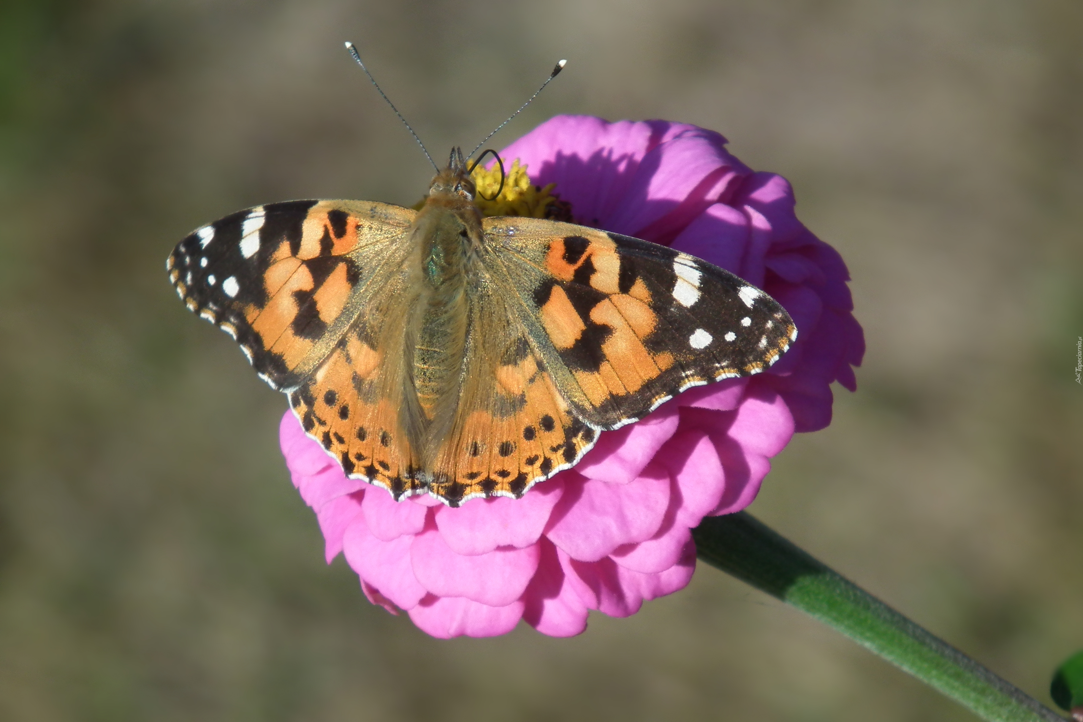 Motyl, Rusałka osetnik, Kwiat