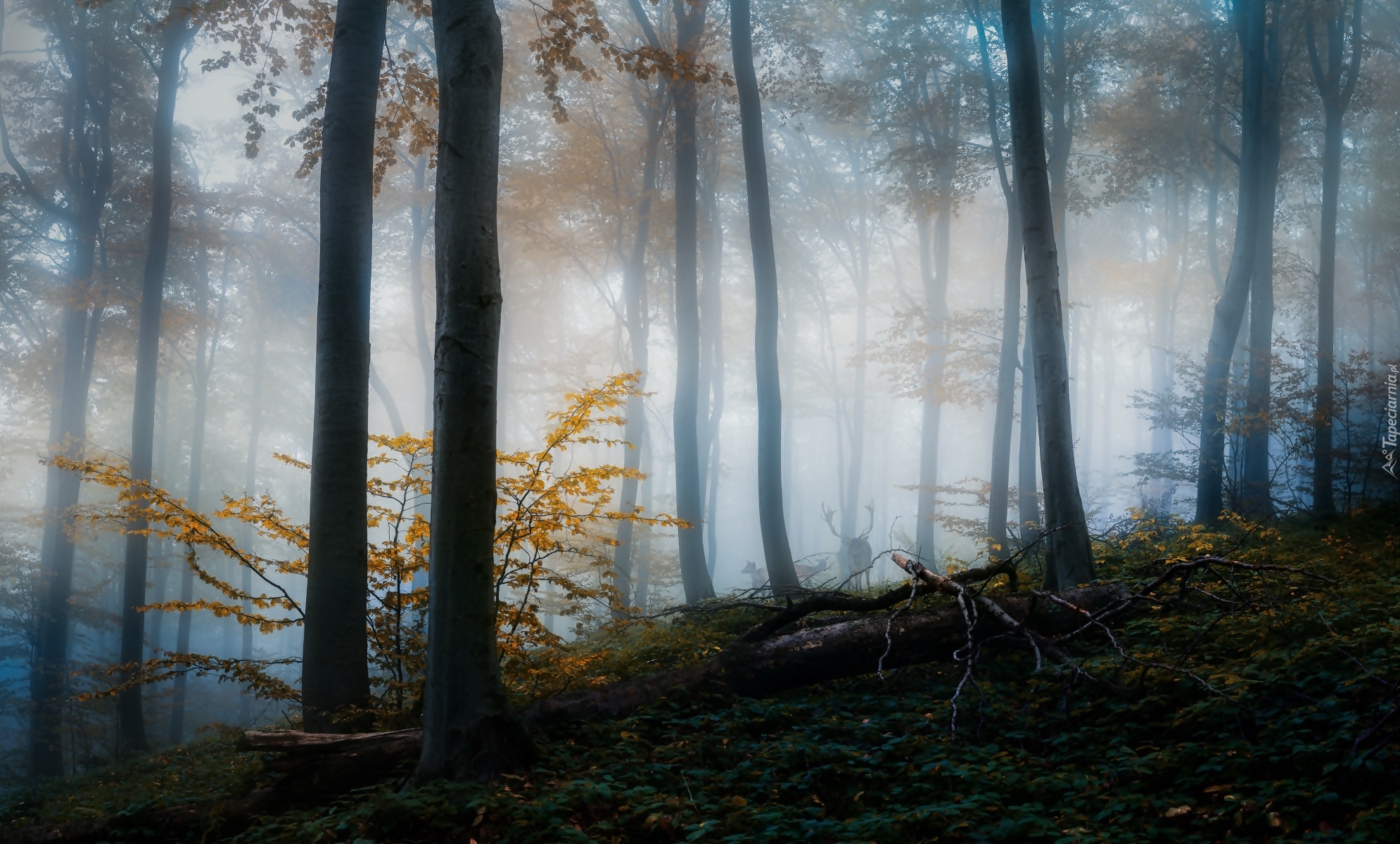 Las, Drzewa, Mgła, Świt, Jelenie, Jesień