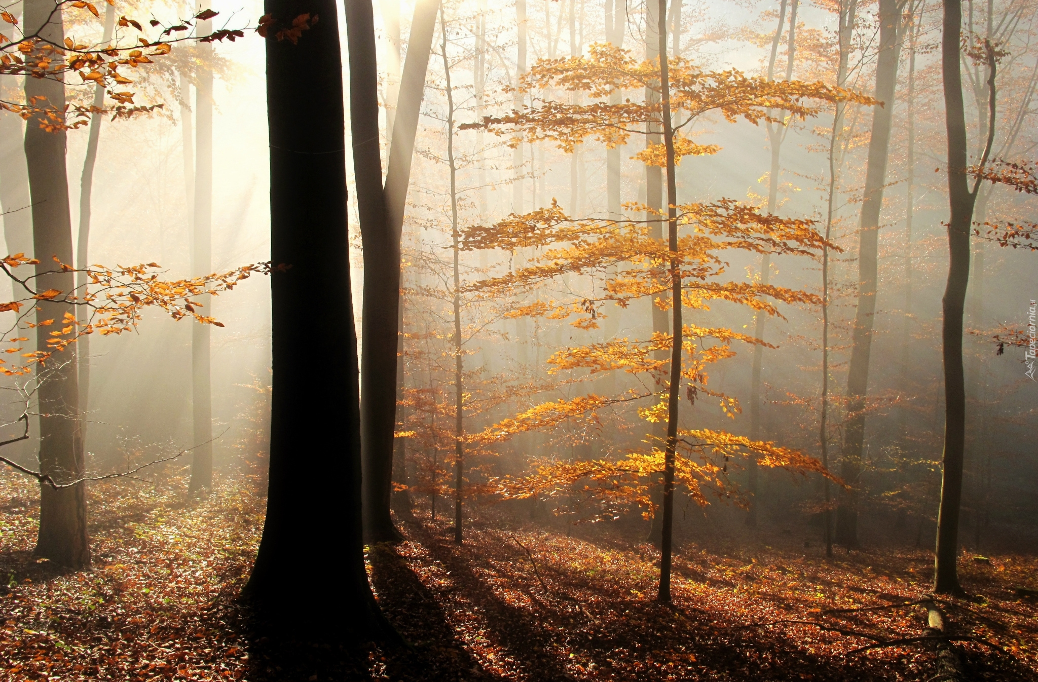 Jesienny, Las, Przebijające, Światło, Mgła