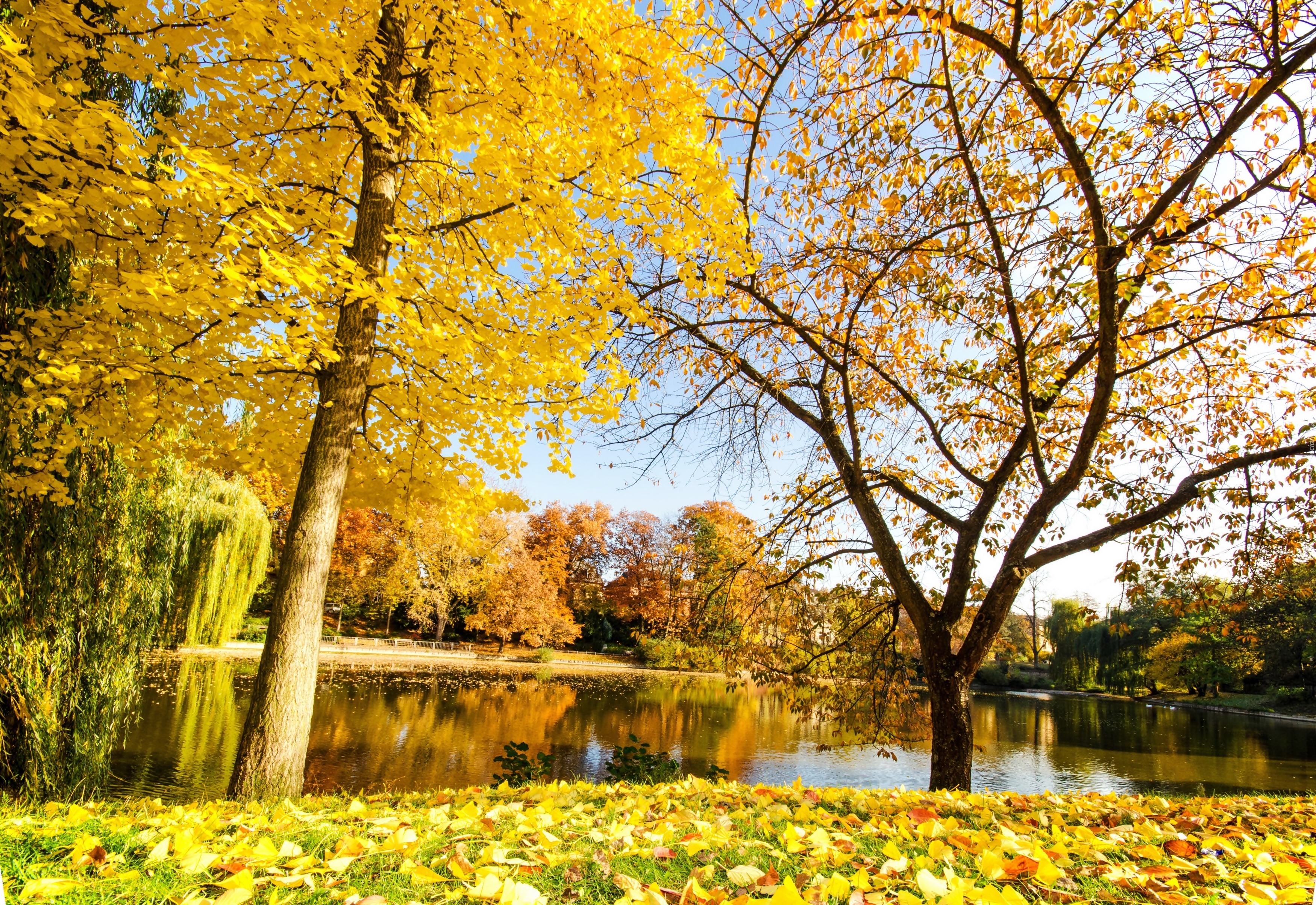 Park, Staw, Kaczki, Drzewa, Liście, Jesień