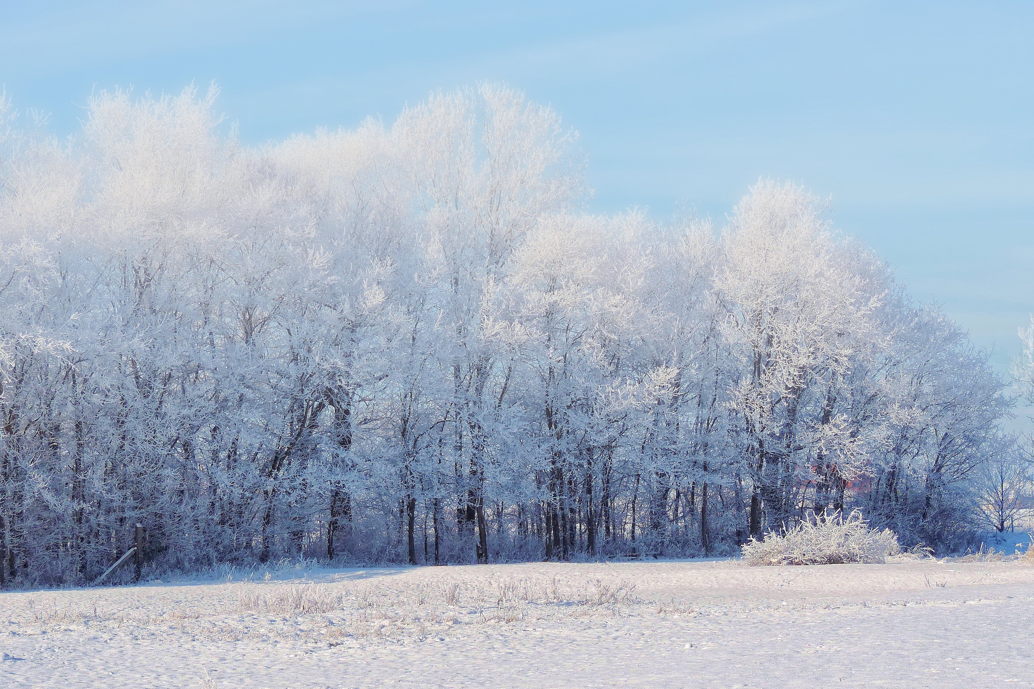 Zima, Śnieg, Las