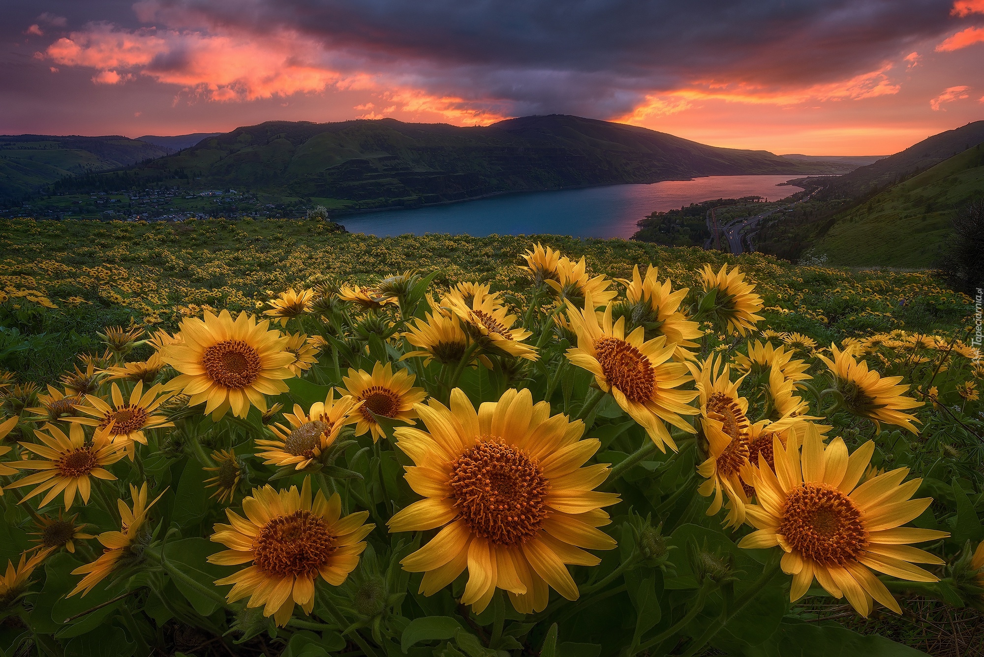 Kwiaty, Balsamorhiza, Jezioro, Góry, Zachód, Słońca