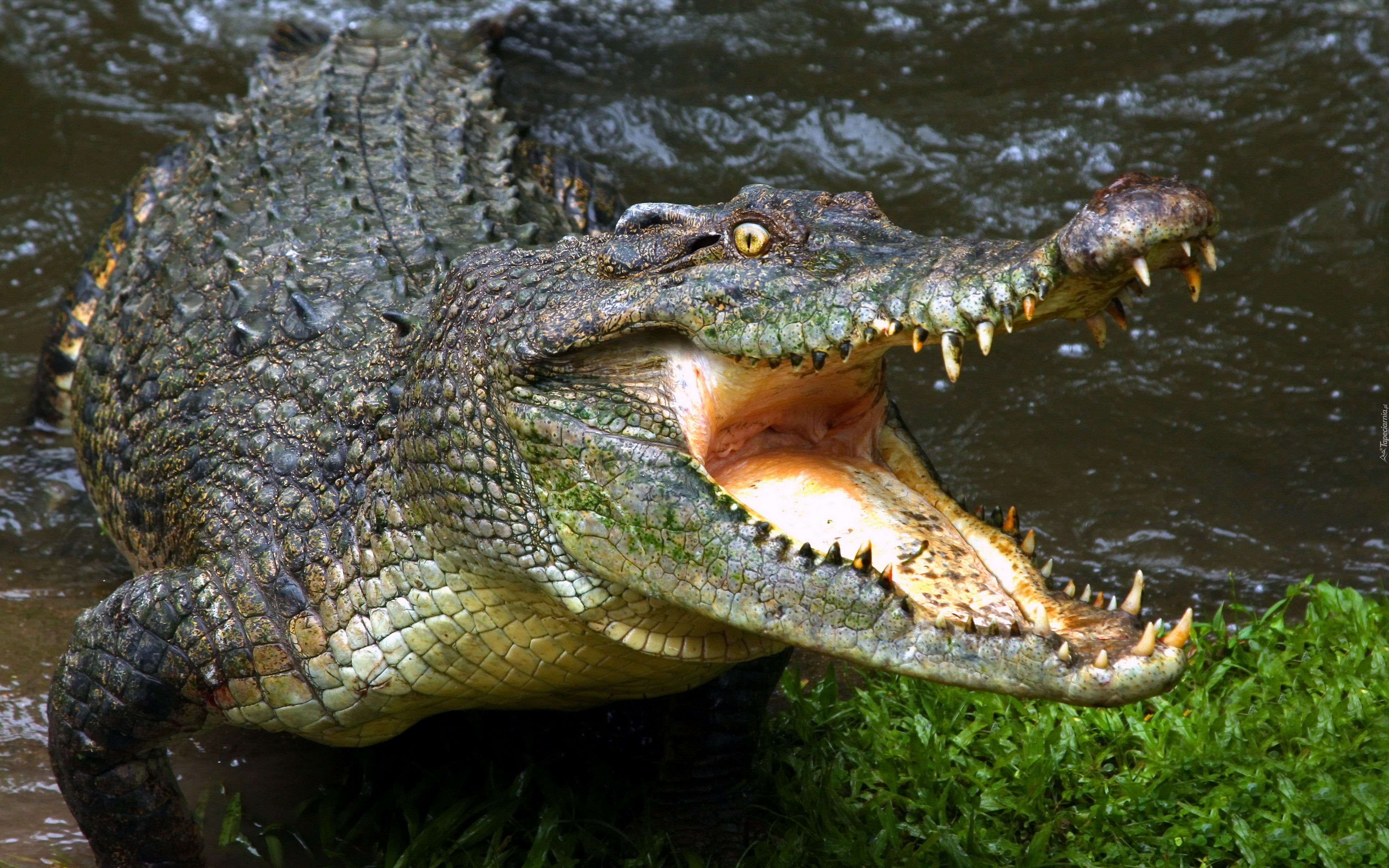 Krokodyl, Paszcza, Zęby
