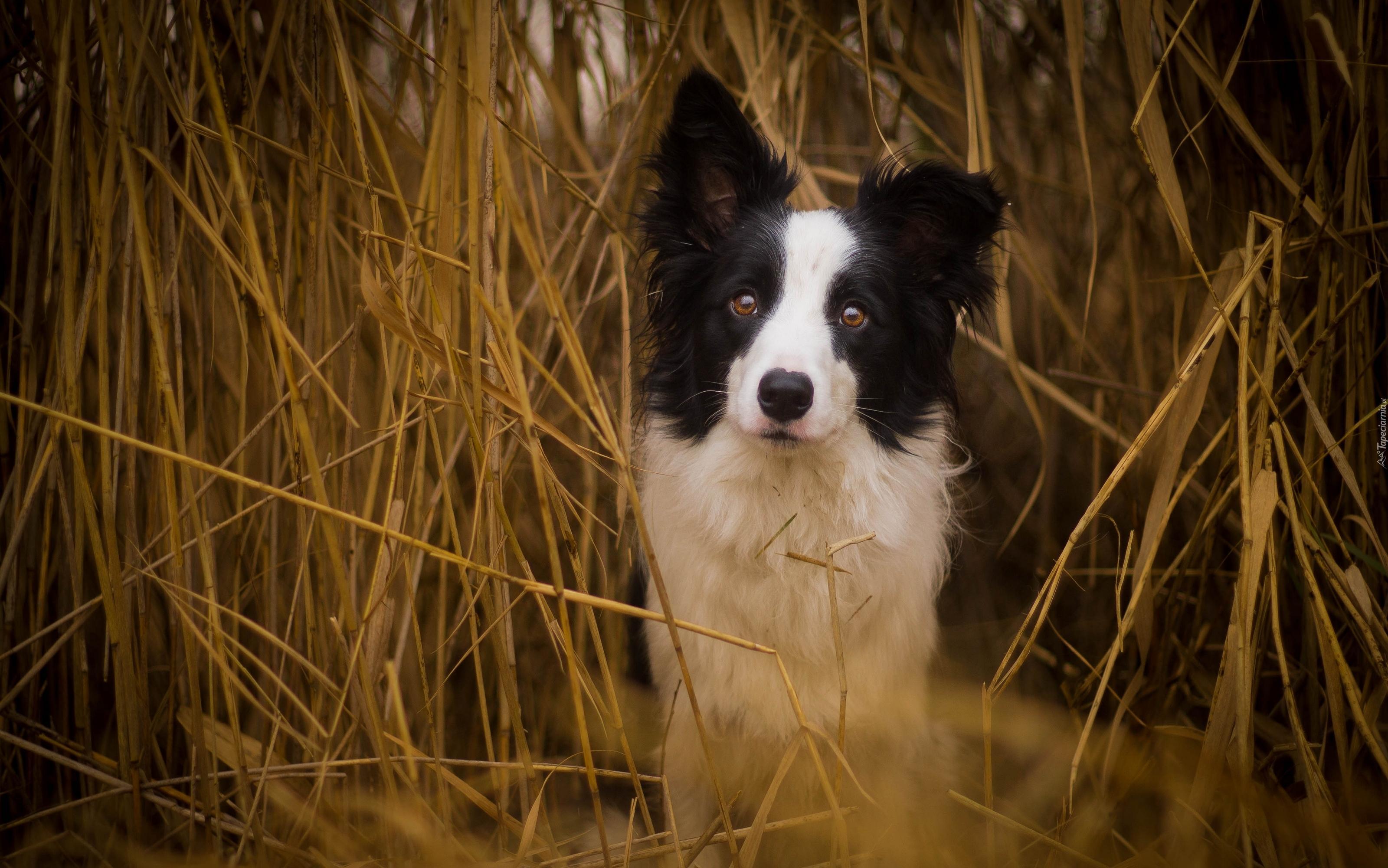 Suche, Zboże, Border Collie