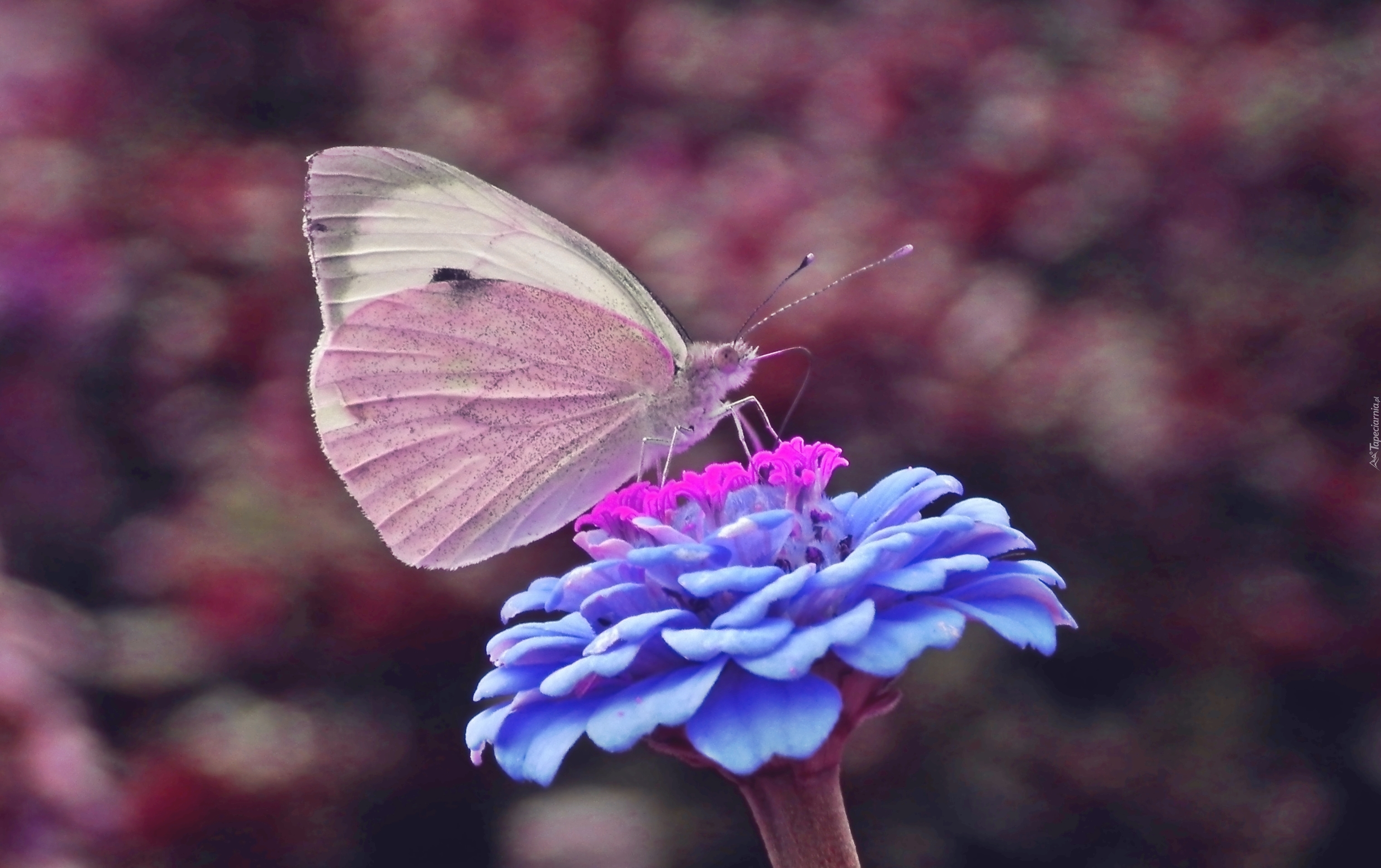 Motyl, Bielinek, Kwiat