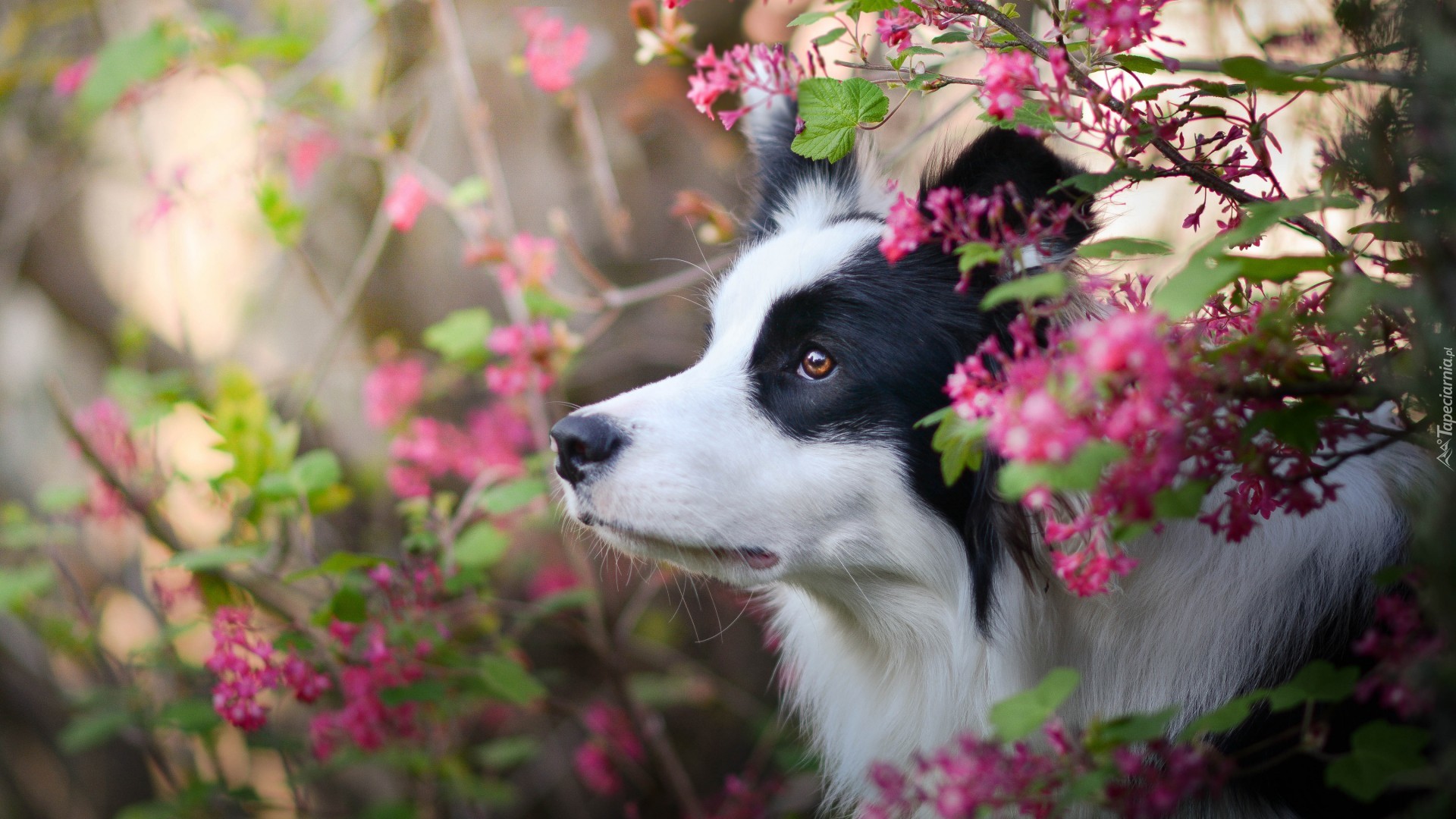 Pies, Border collie, Krzewy, Kwiaty