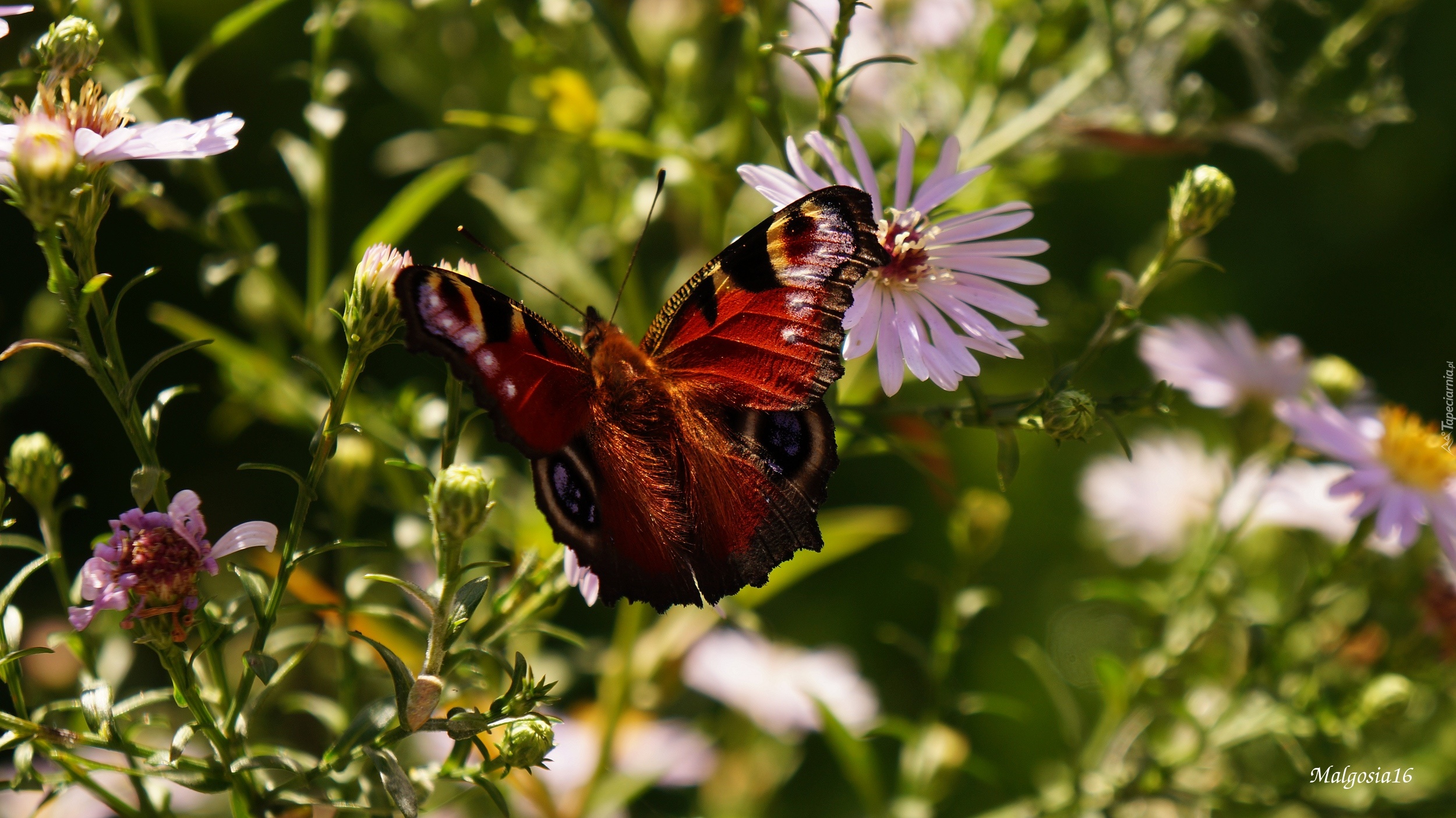 Siedzący , Motyl, Astry