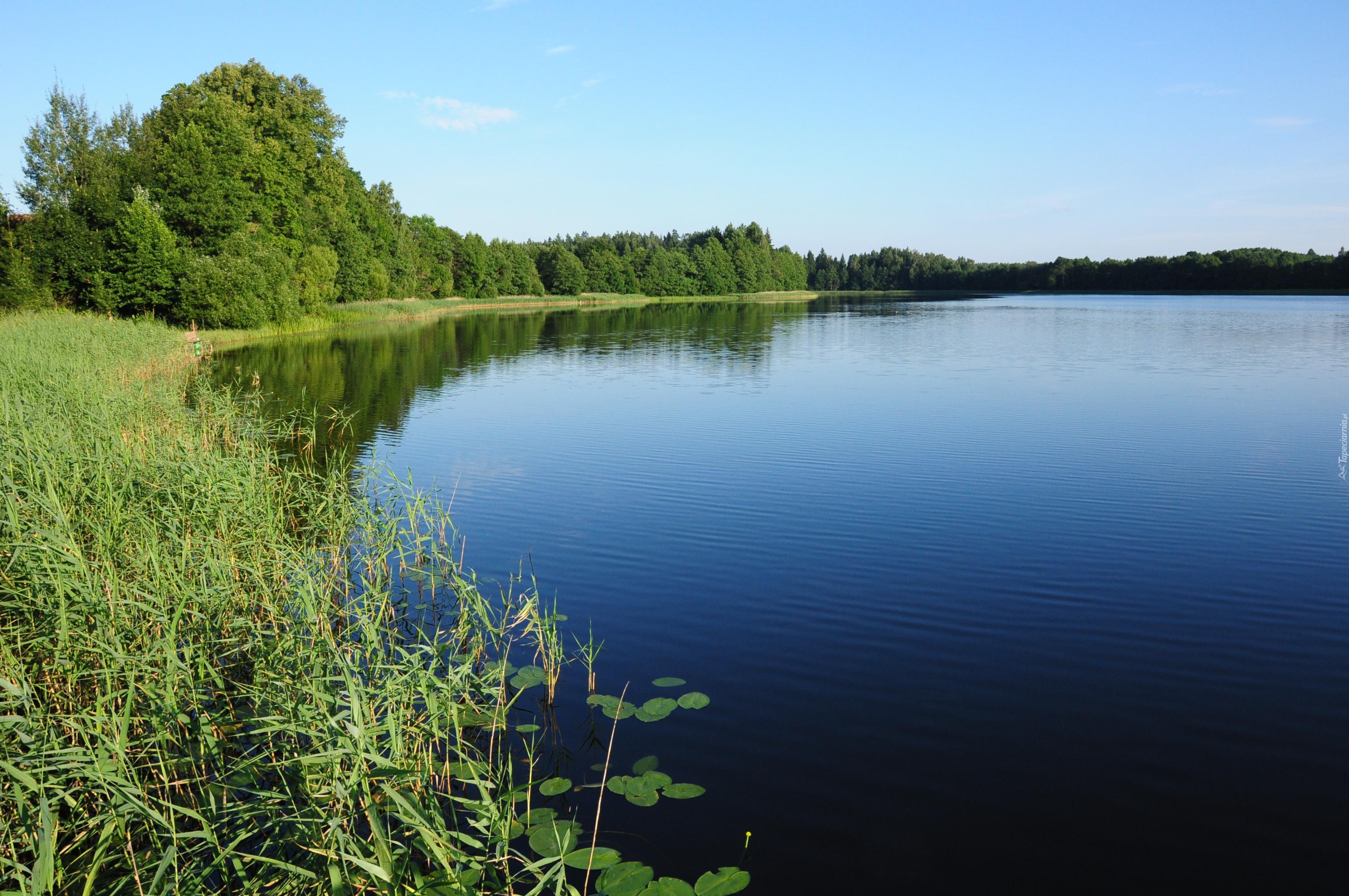 Jezioro, Rośliny