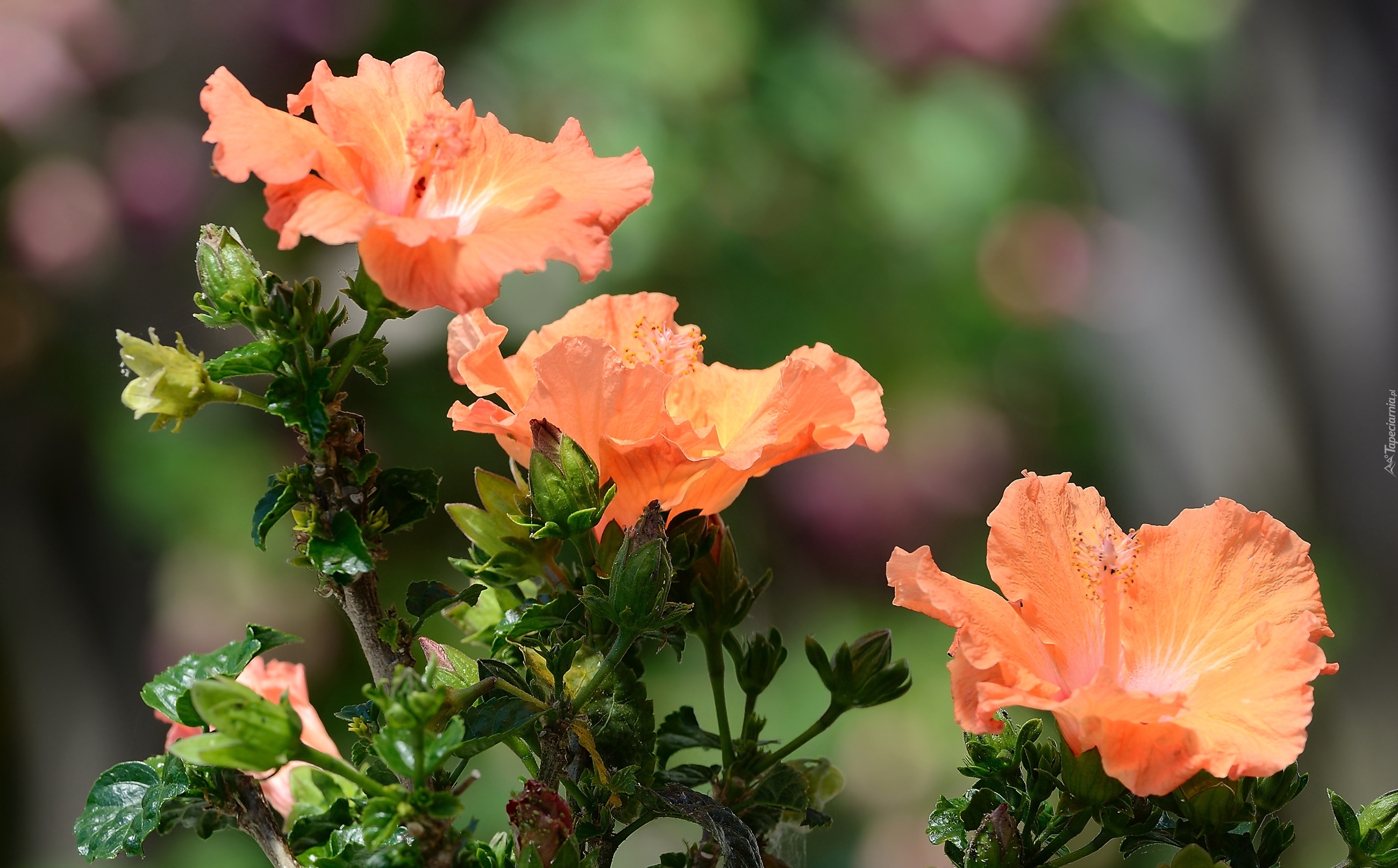 Pomarańczowe, Kwiaty, Hibiskus