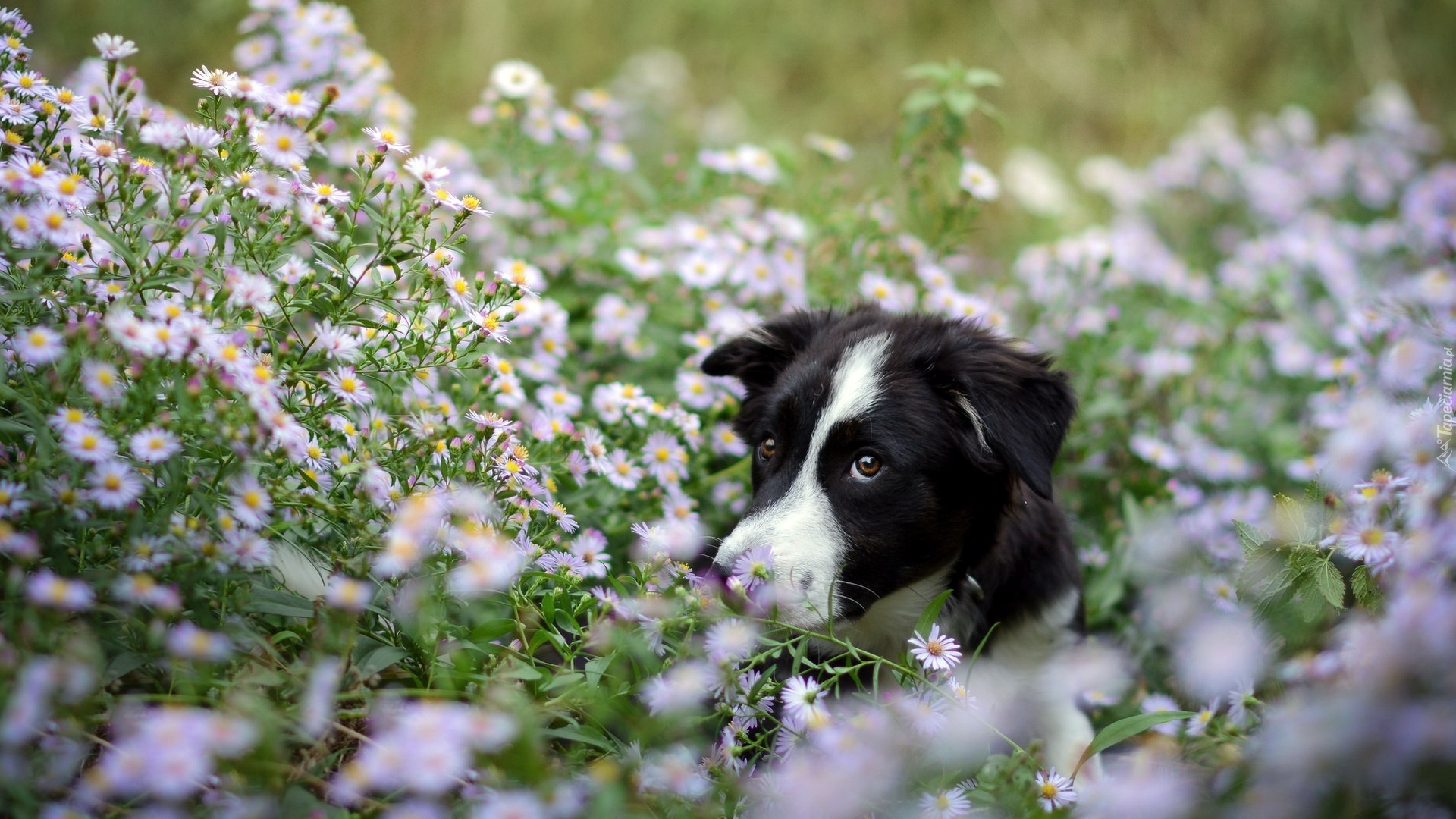 Pies, Łąka, Kwiaty