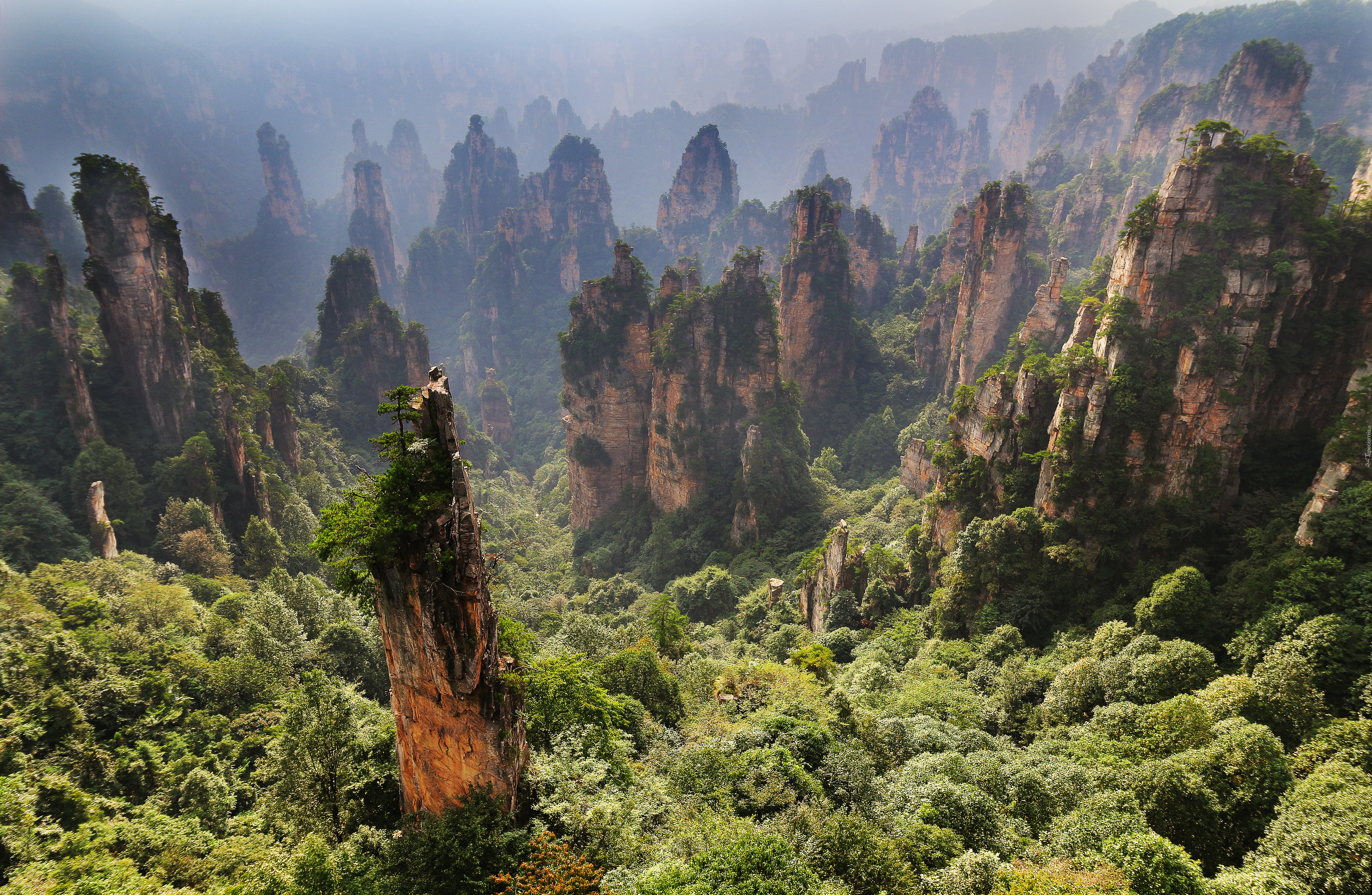 Zhangjiajie National Forest Park, Hunan, Chiny, Las, Skały