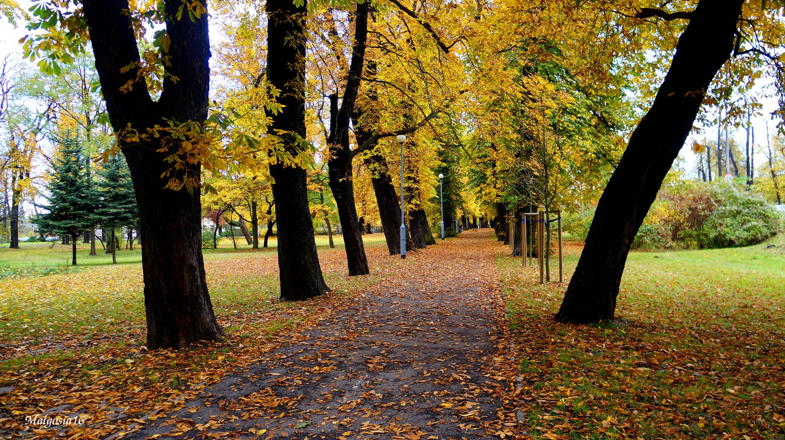 Park, Droga, Alejka, Drzewa, Jesień