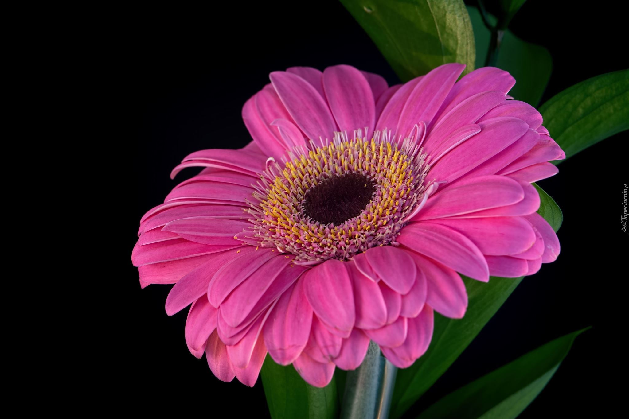 Różowa, Gerbera