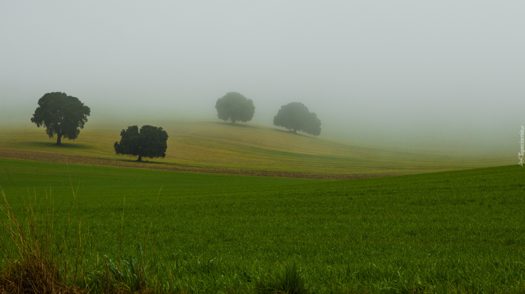 Pola, Drzewa, Mgła