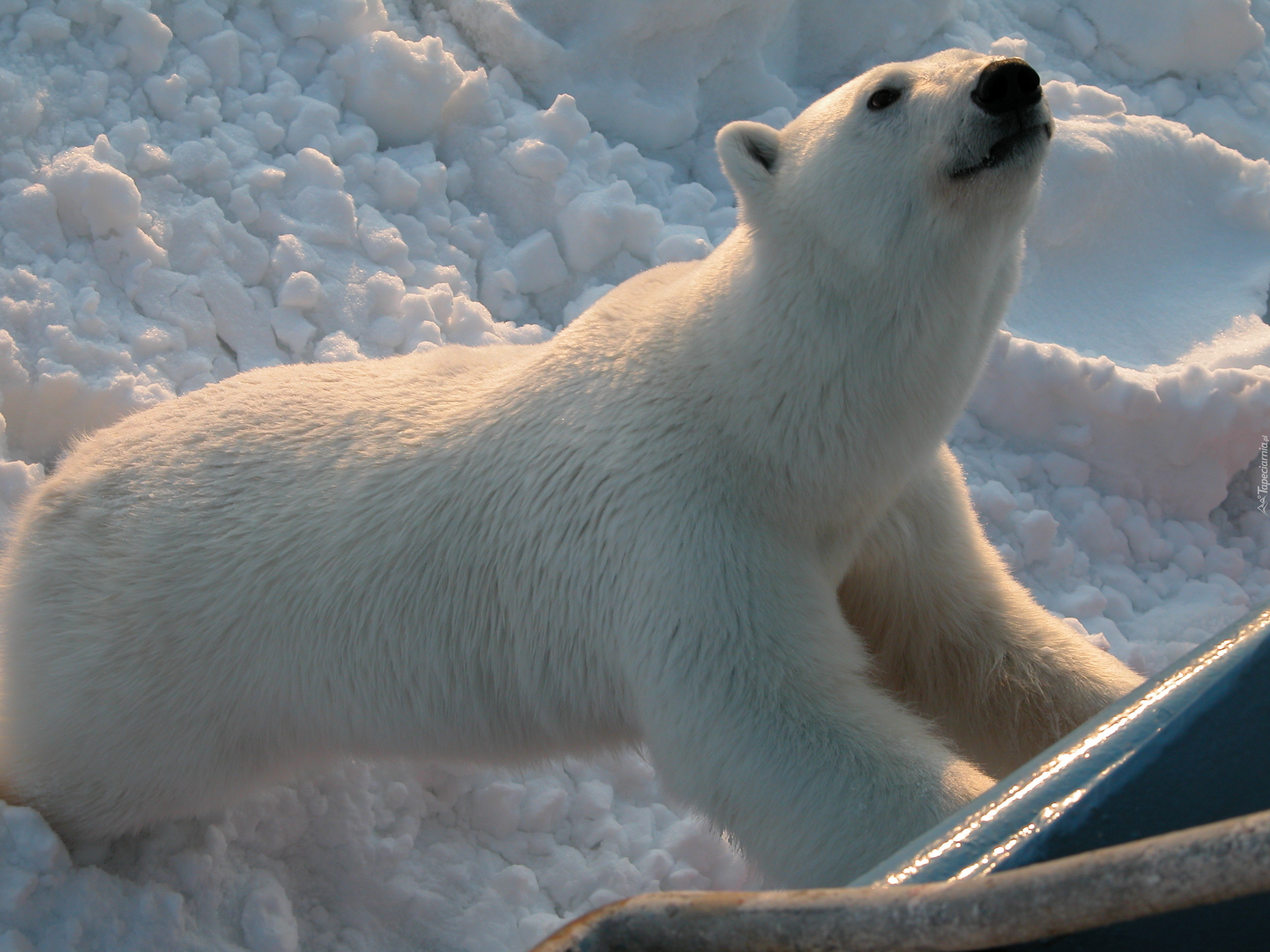 Niedźwiedź, Polarny, Śnieg, Zoo